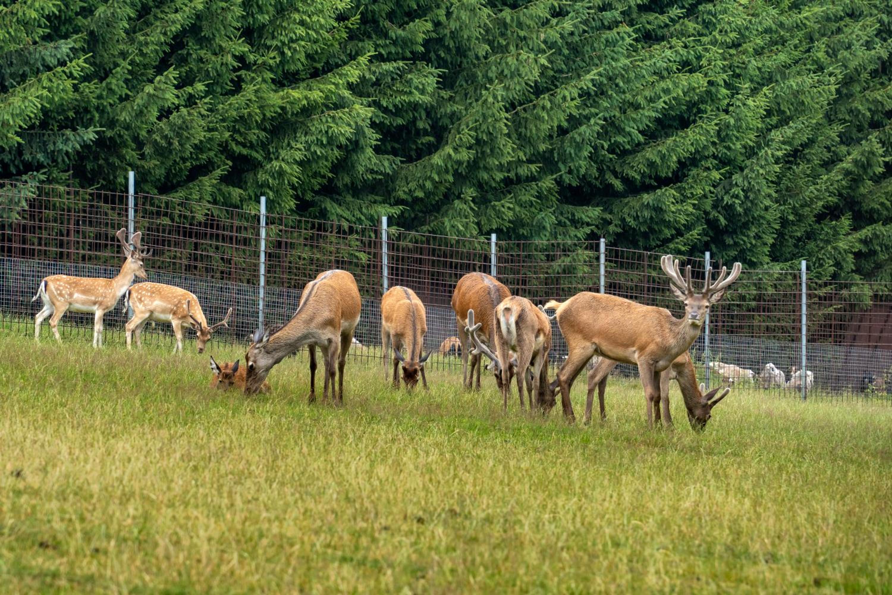 Obytný posed Šach