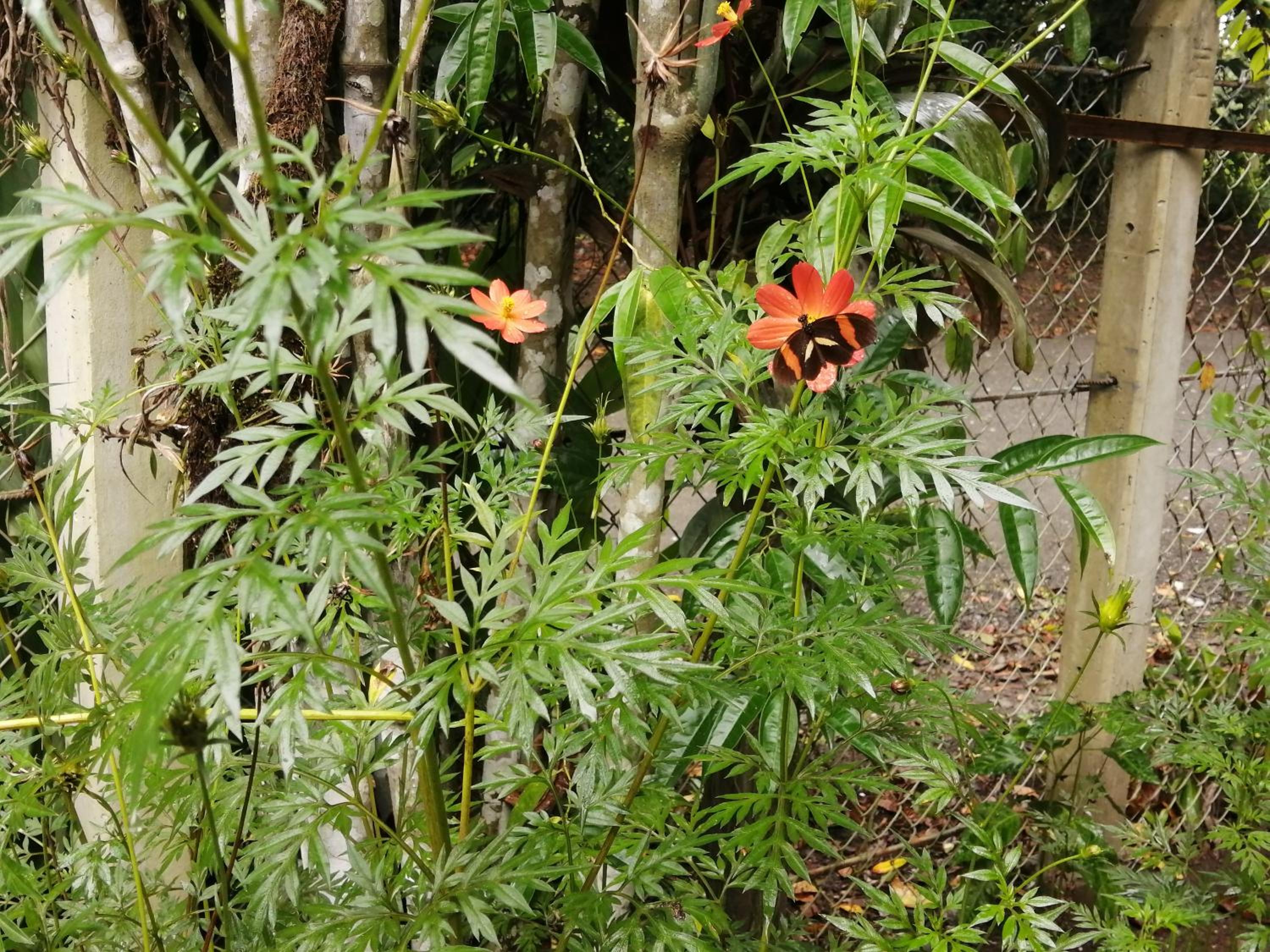 Amazona un pequeño mundo de corcobado serca del oceano