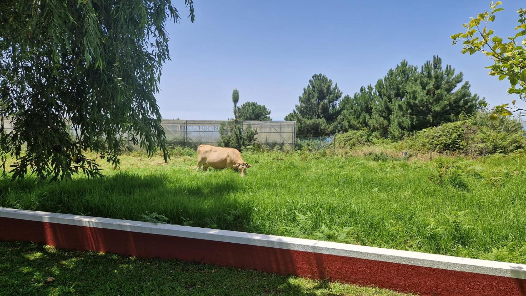 Vila Henrique Country Cottage