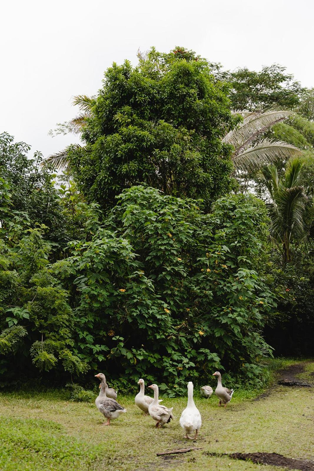 Hawaiian Sanctuary Eco Retreat Center view 4