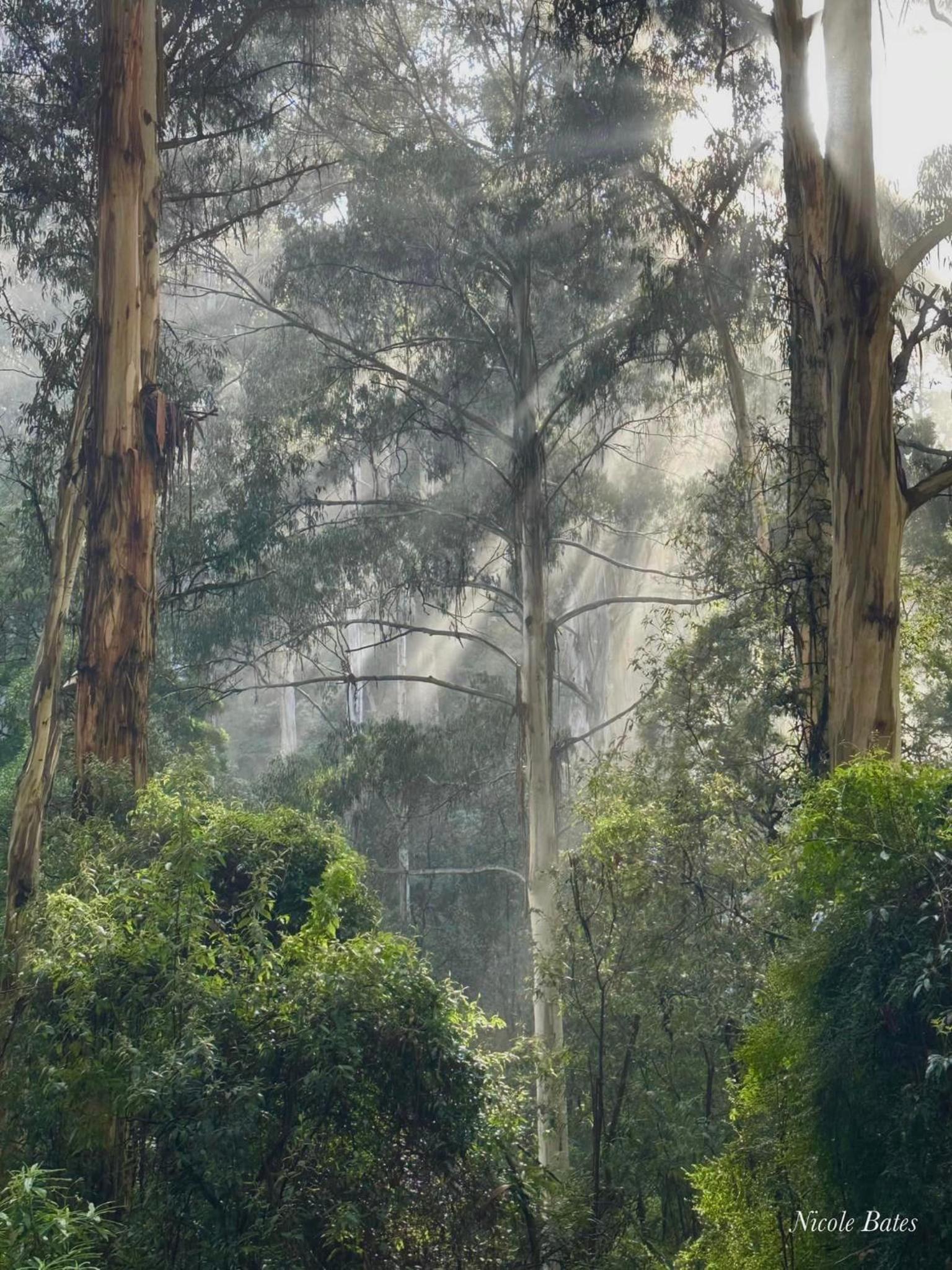 Sassafras Treehouse Private home in the Dandenong Ranges, Victoria