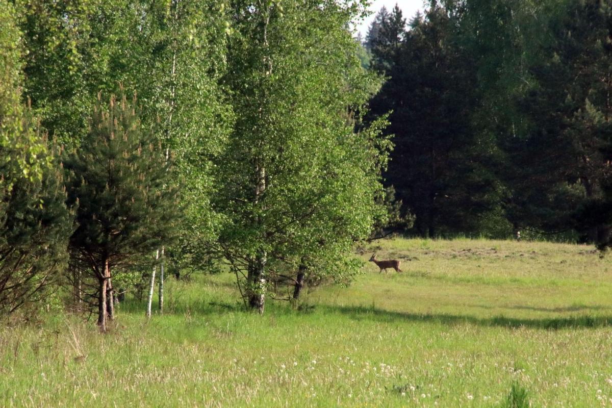 Photo 44