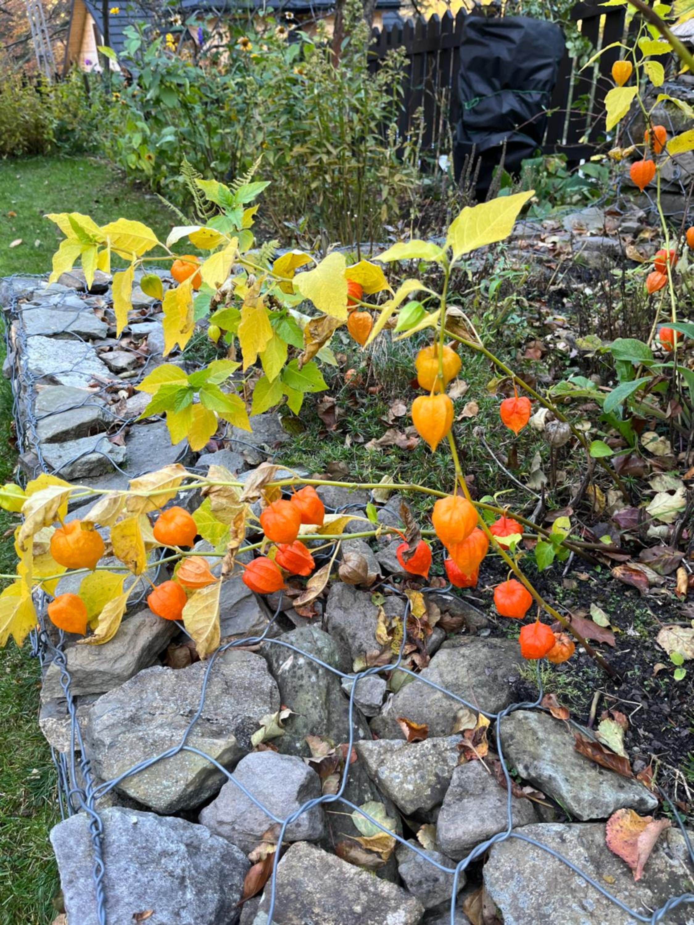 Photo 42