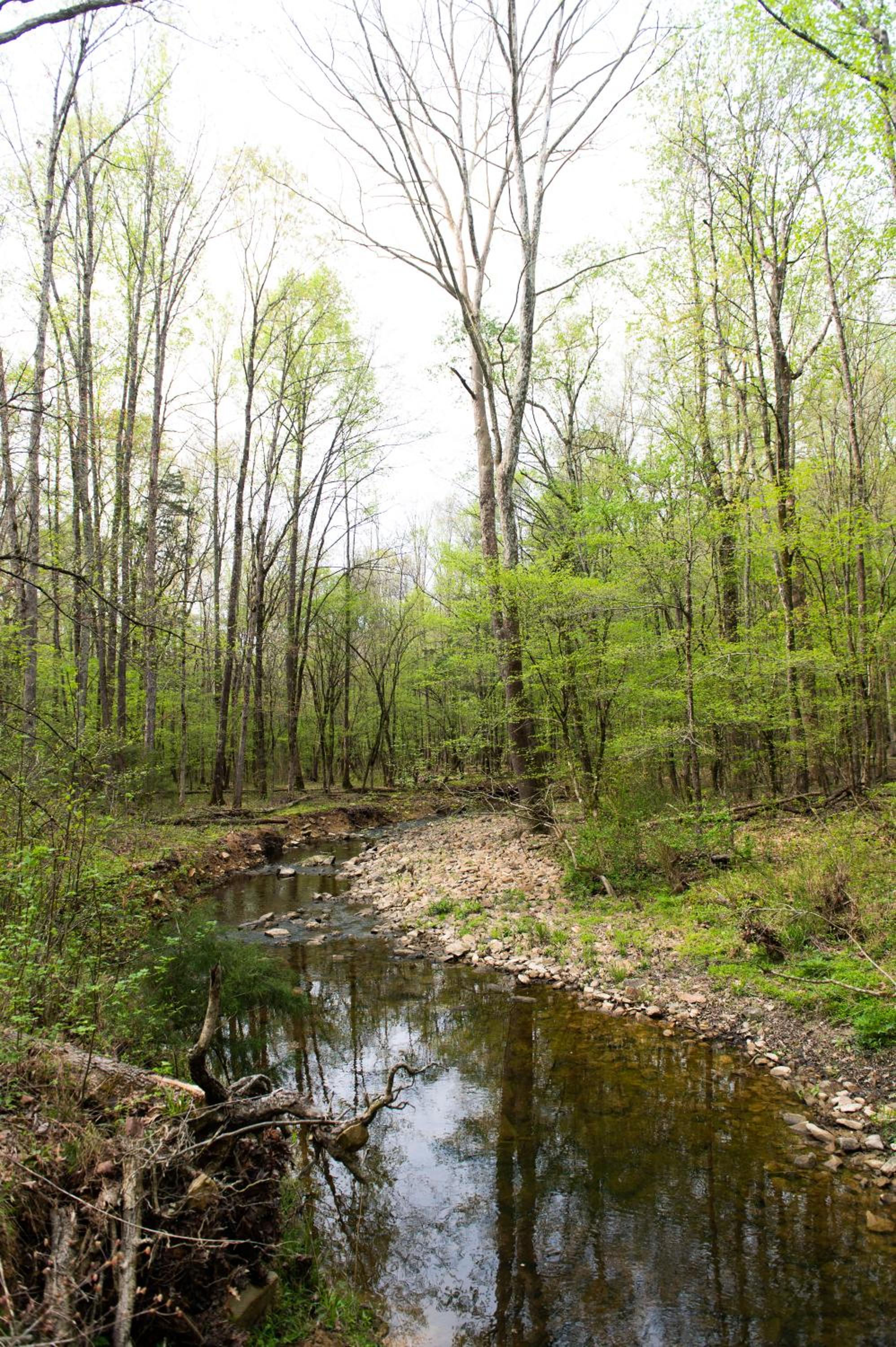 Juneberry Ridge