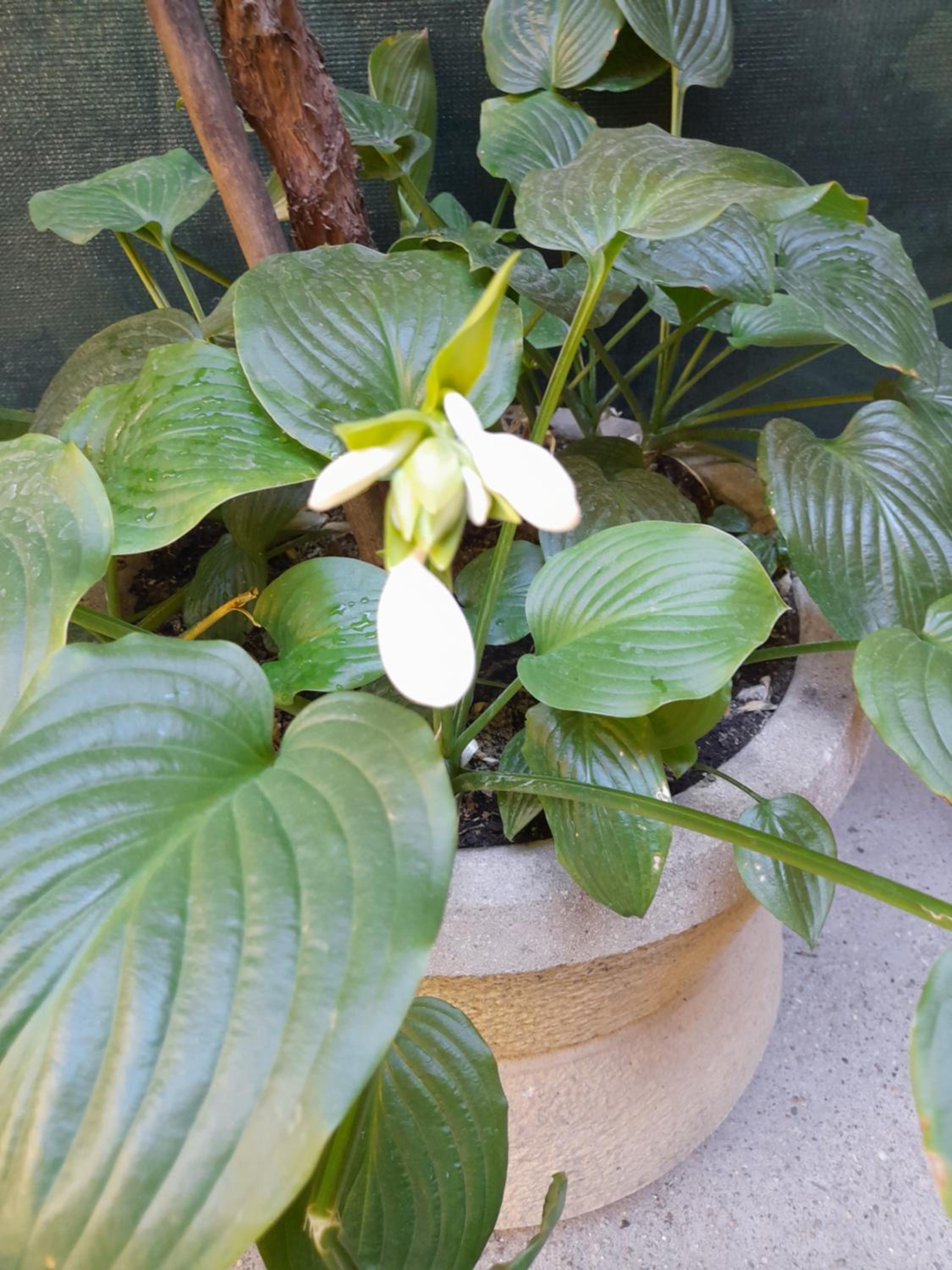 Shadowlily
