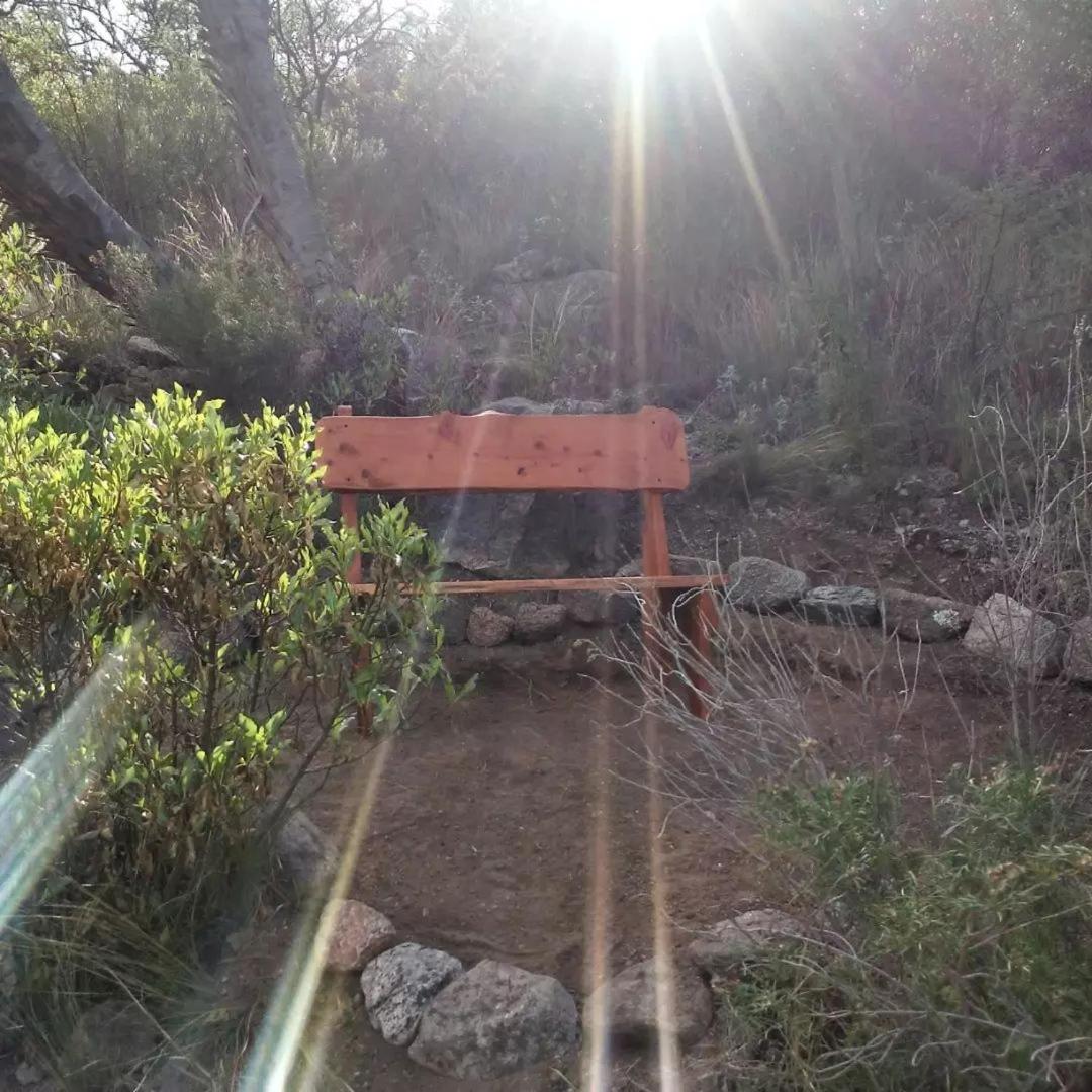 Palmares al cerro