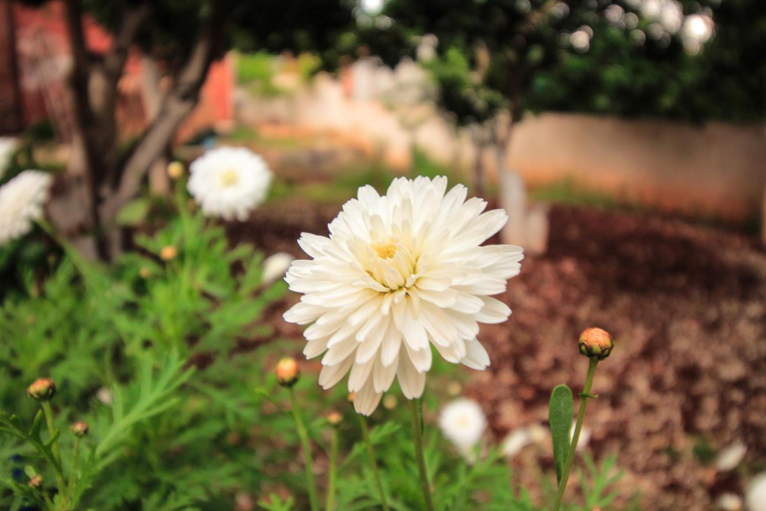 Flower Garden Villa