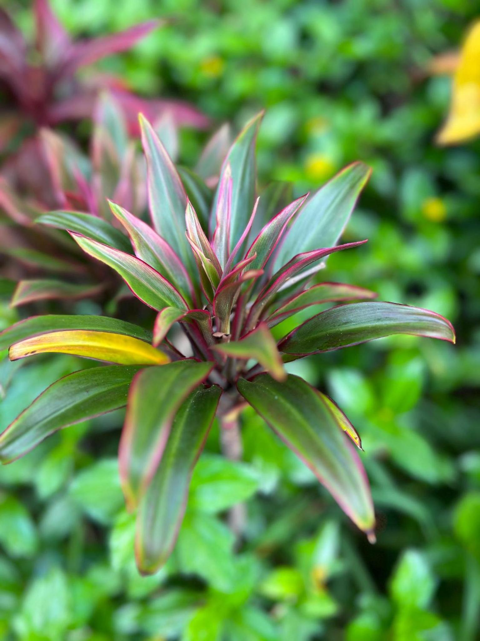 Flor de bambú