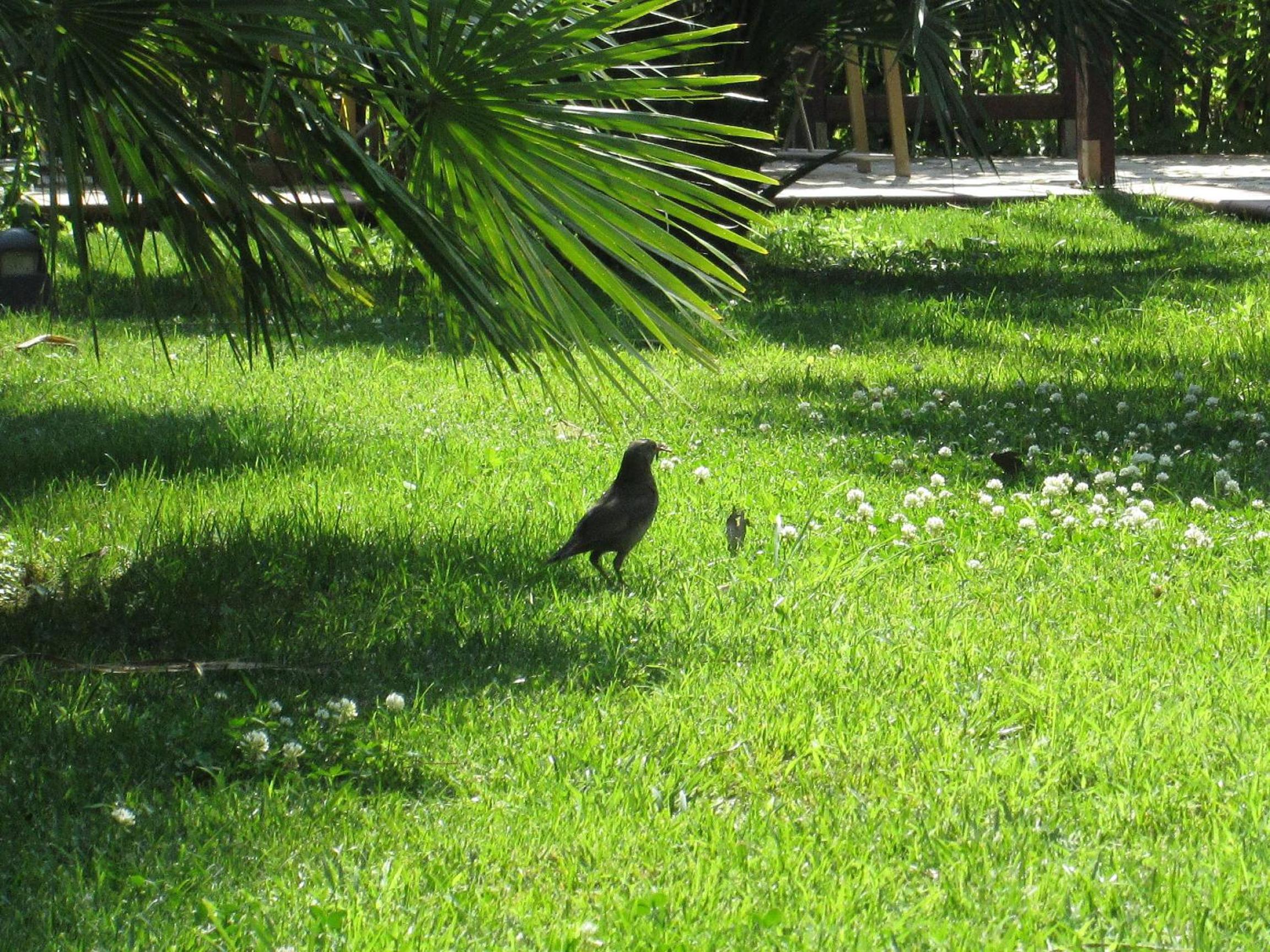 Photo 11
