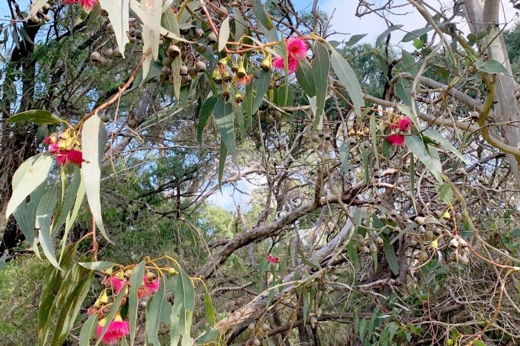 Pine View Cottage - Pet Friendly - Cowaramup