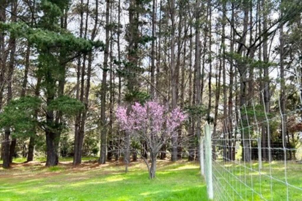 Pine View Cottage - Pet Friendly - Cowaramup
