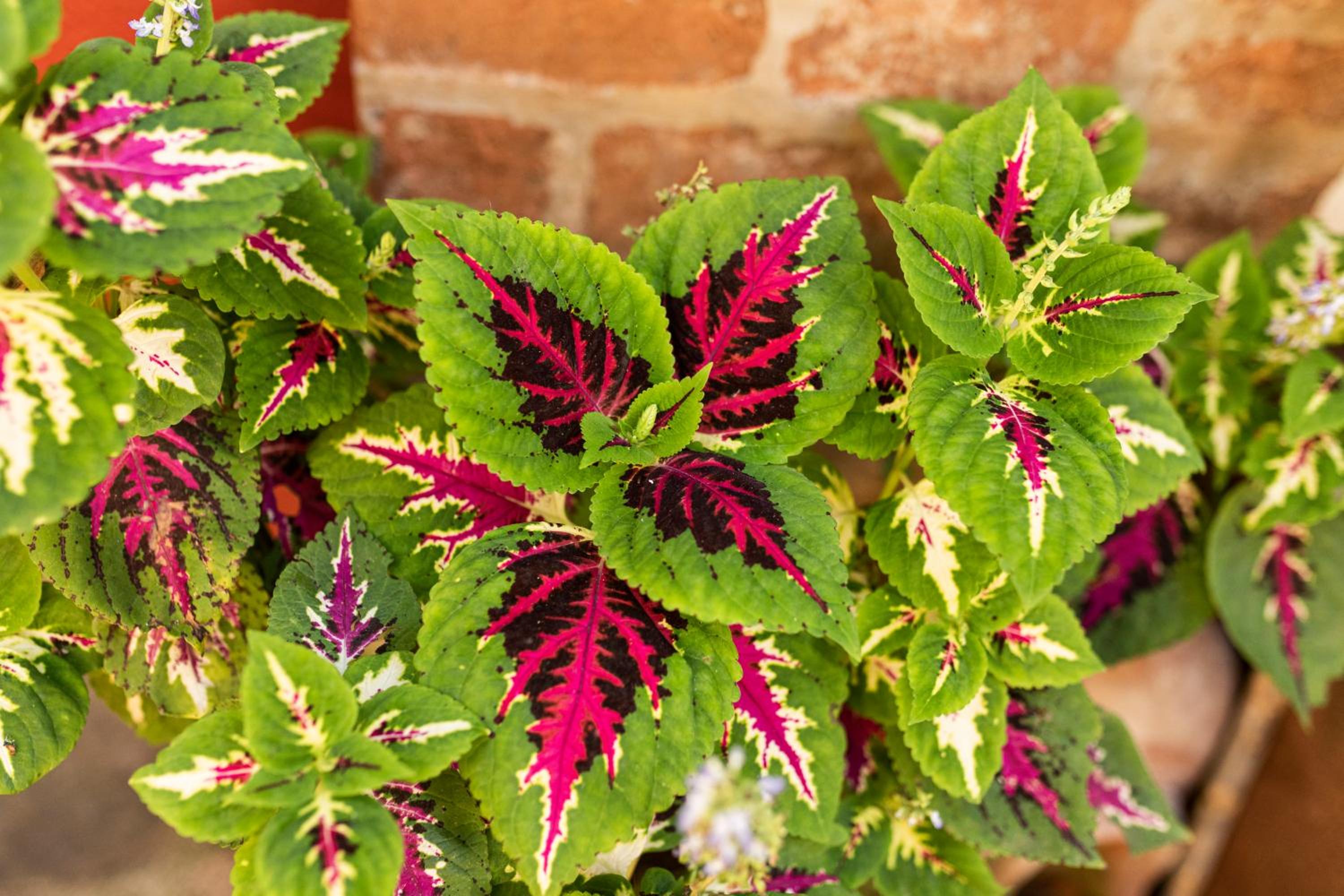 other