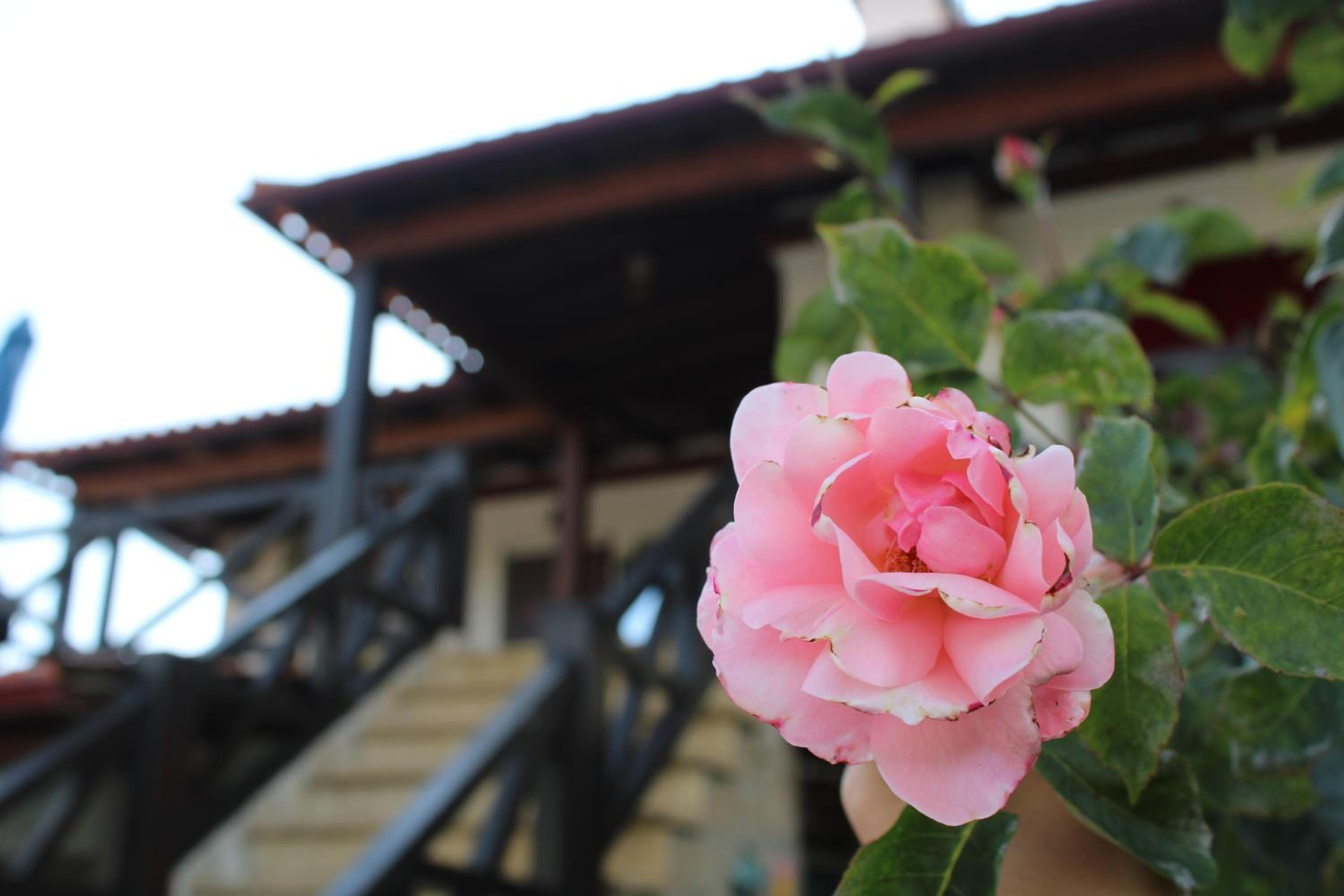 Hotel Casa da Aldeia da Avó - Image 1