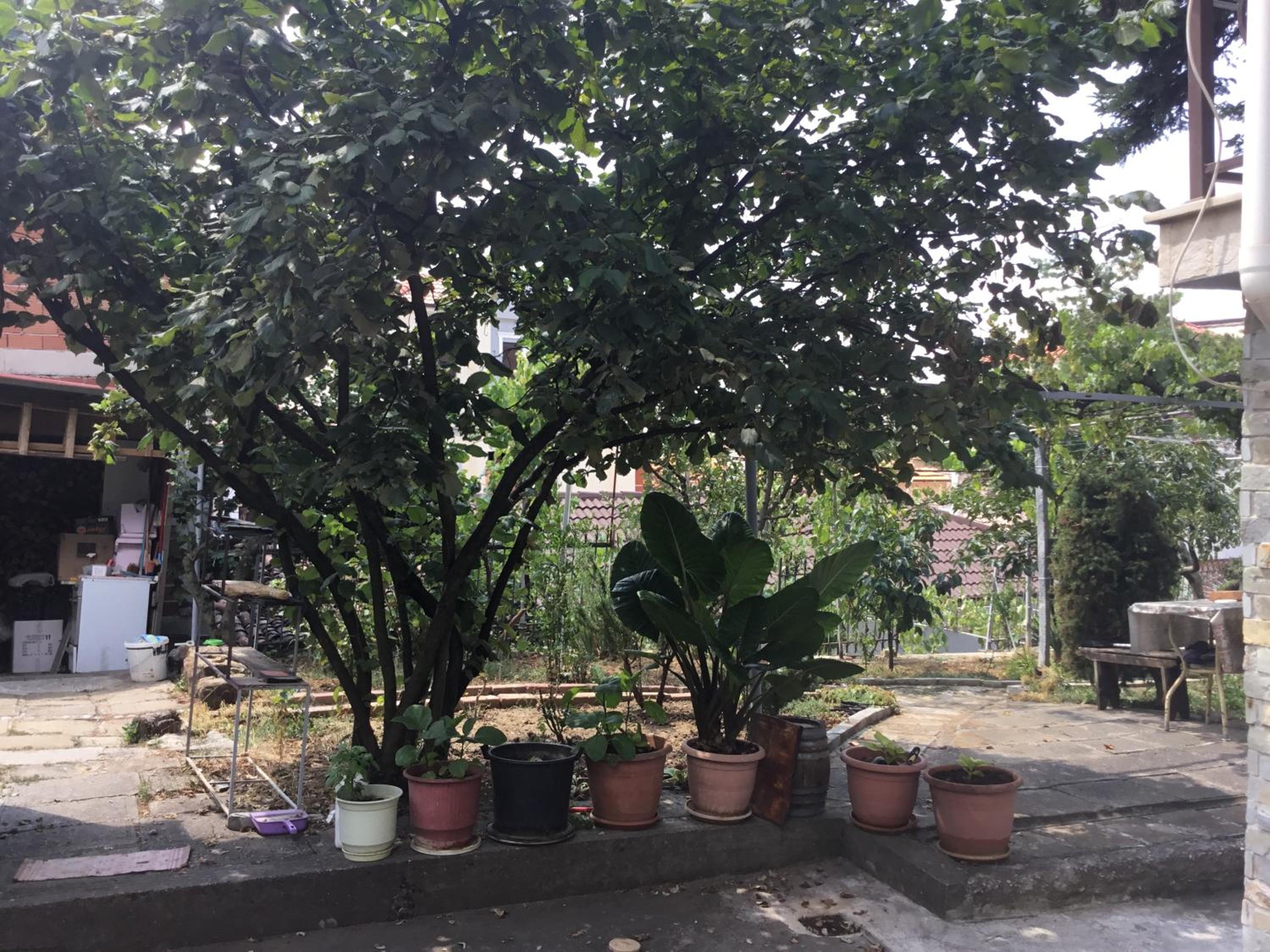 Vila Tradicionale Violeta Korce