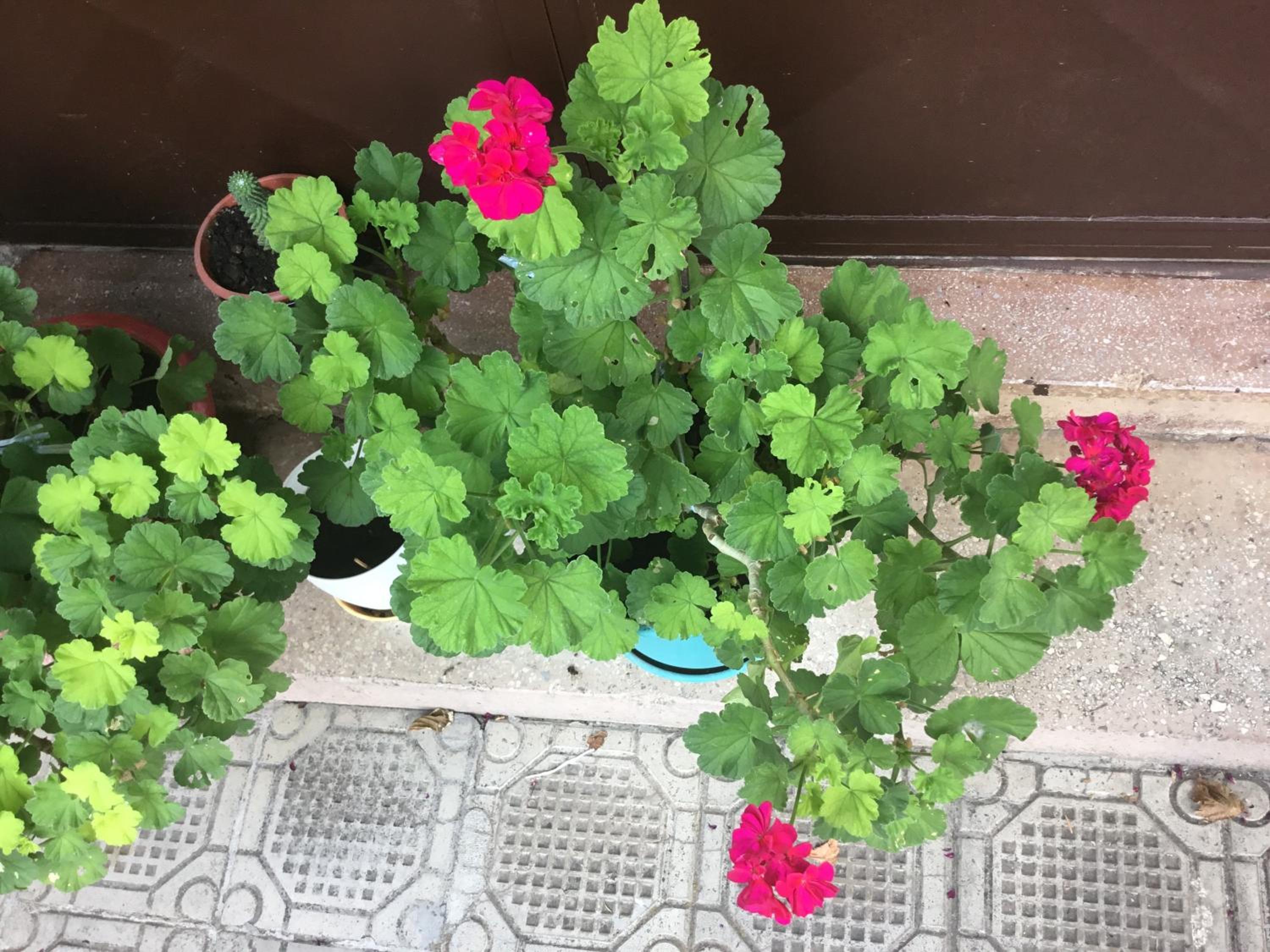 Vila Tradicionale Violeta Korce