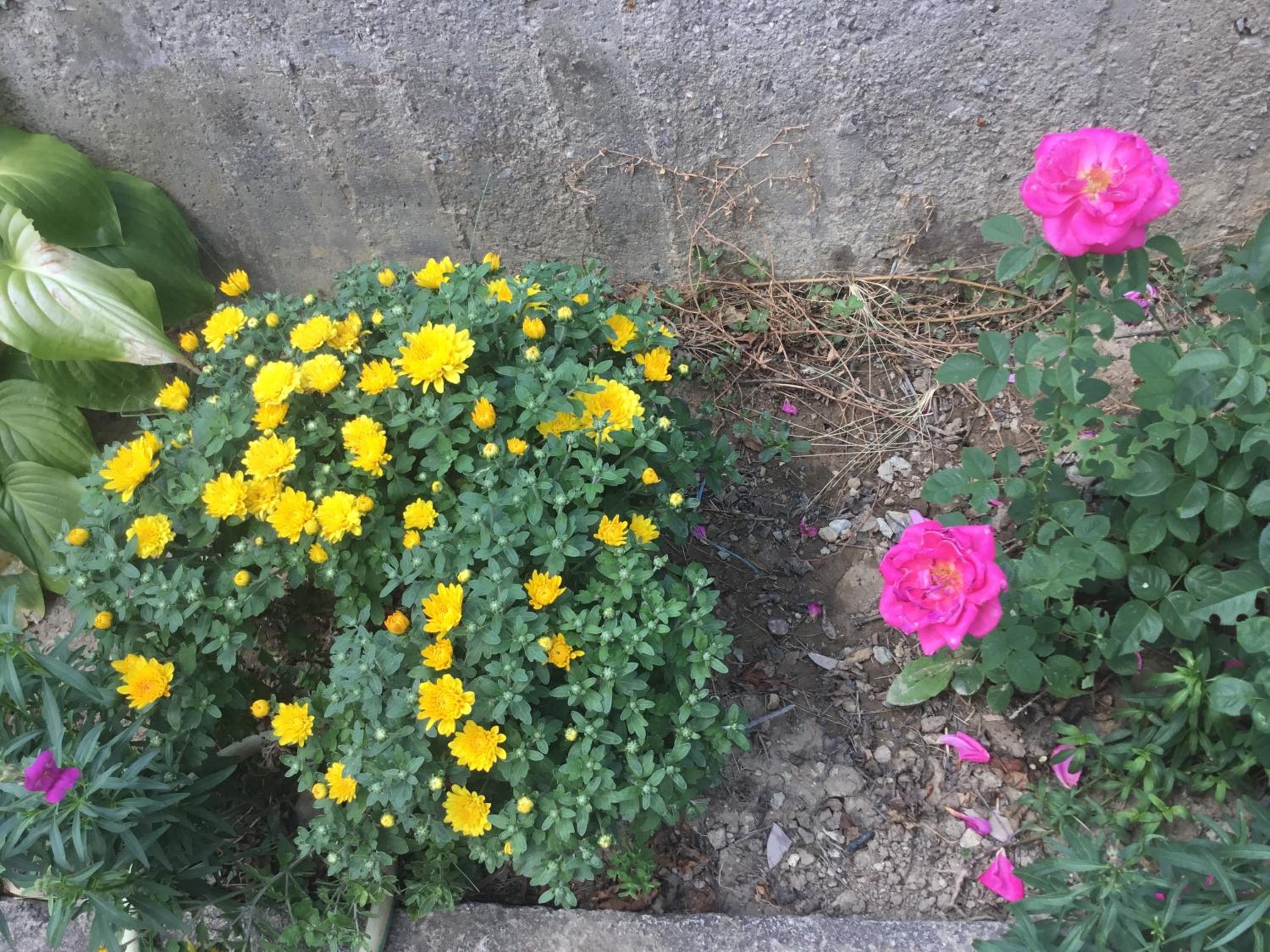 Vila Tradicionale Violeta Korce