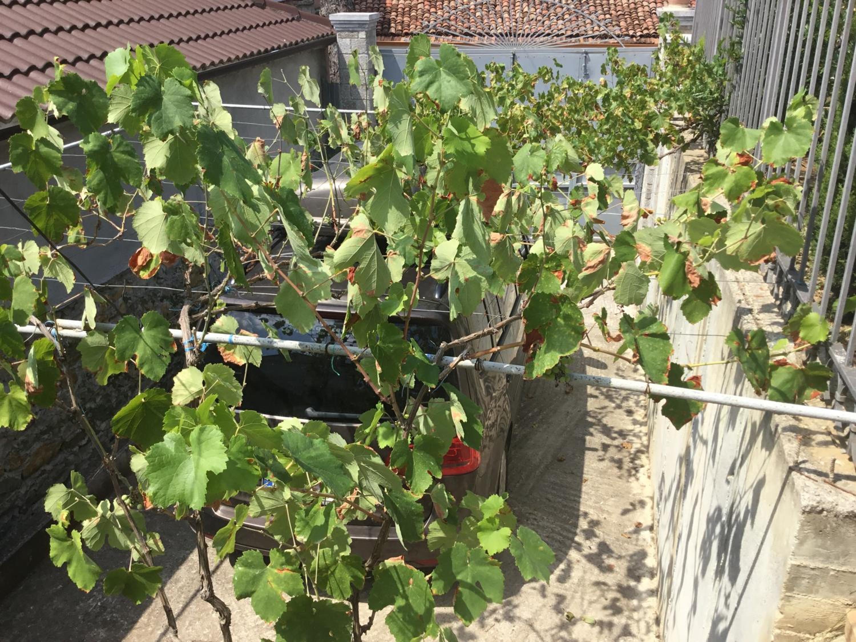 Vila Tradicionale Violeta Korce