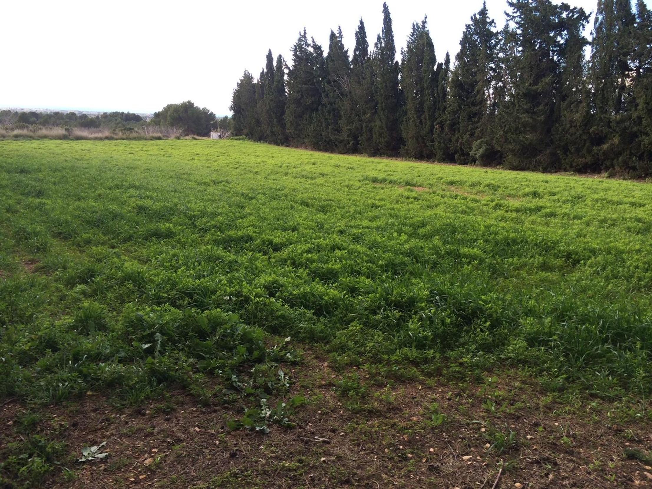 MASIA BLANCA