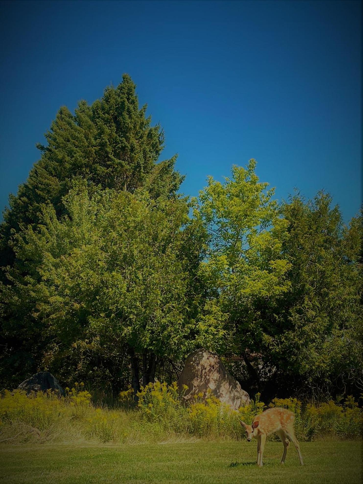 Photo 48