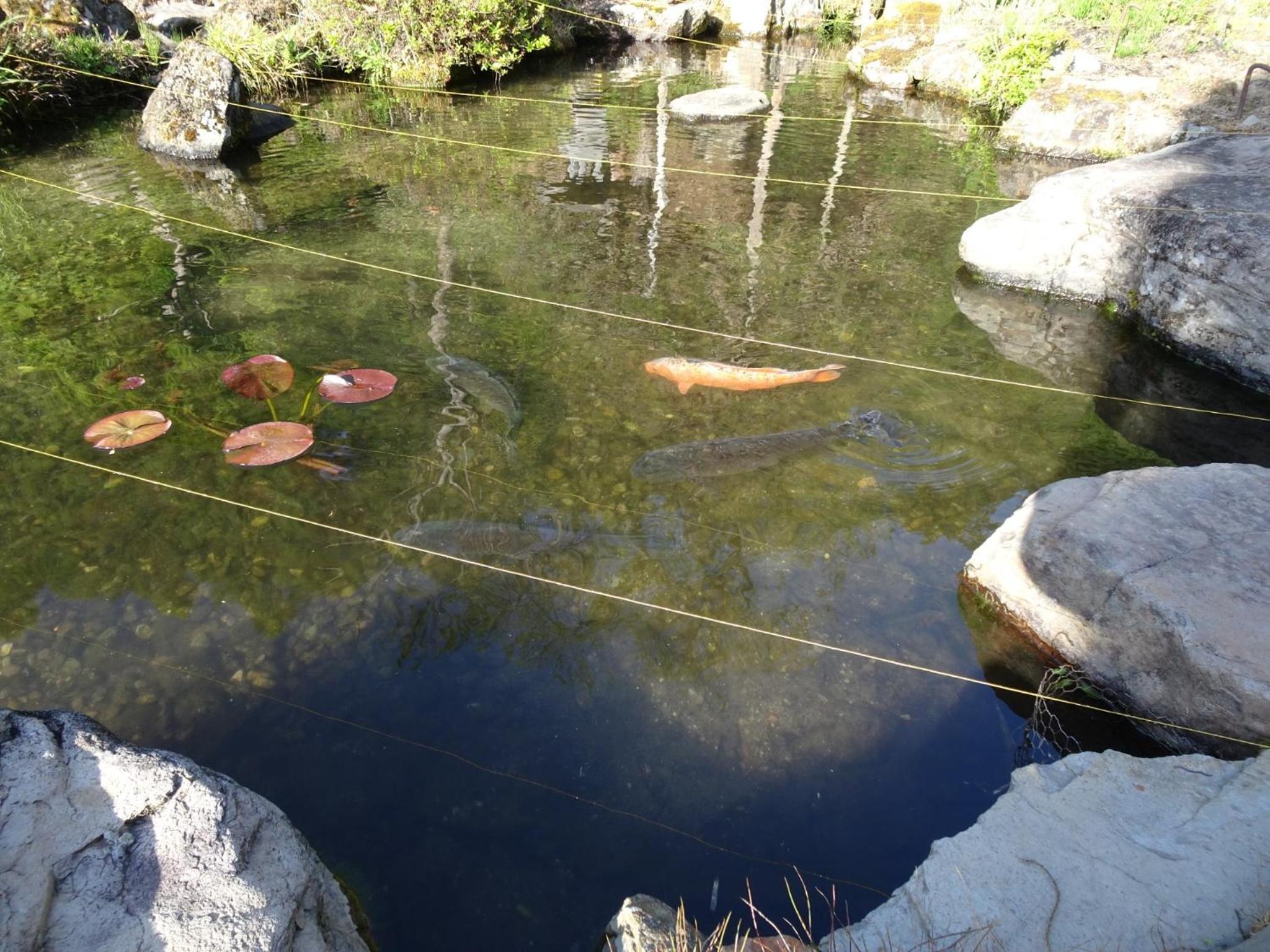 Photo 15