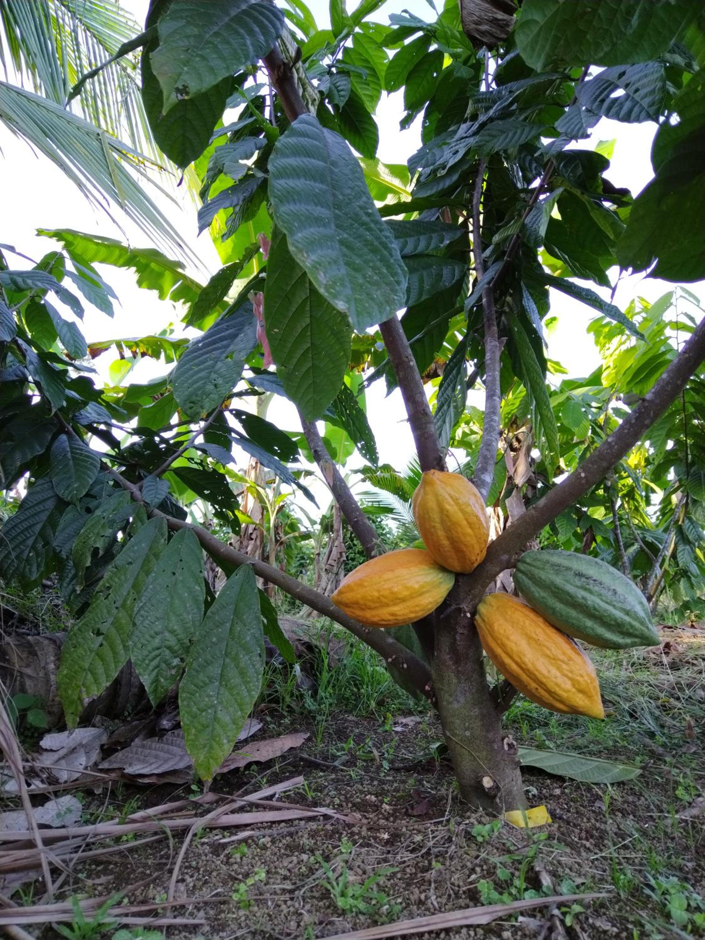 Bewak CR view 3