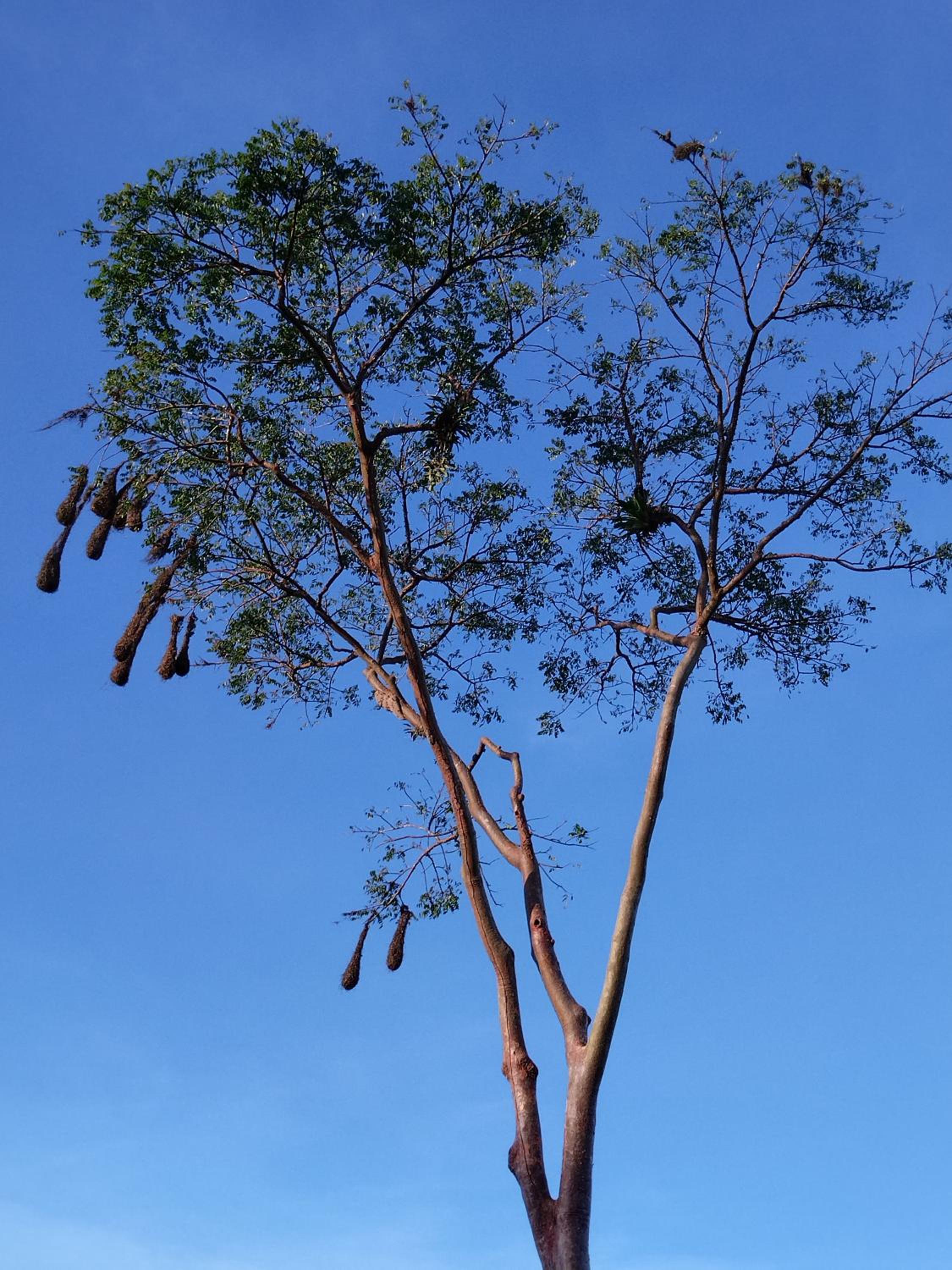 Bewak CR view 2