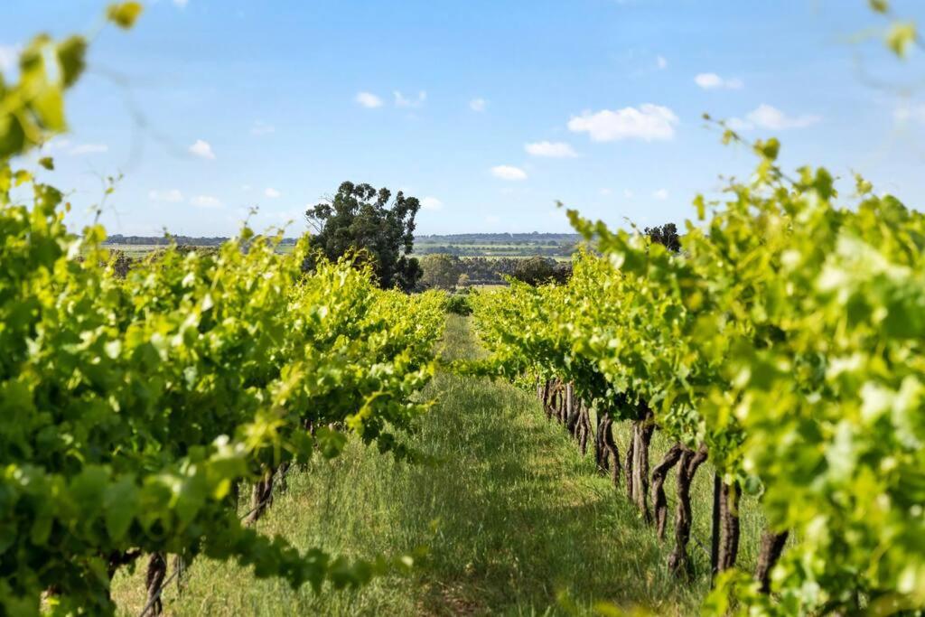Cottage in the Vineyard - Sleeps 4, Vineyard Views