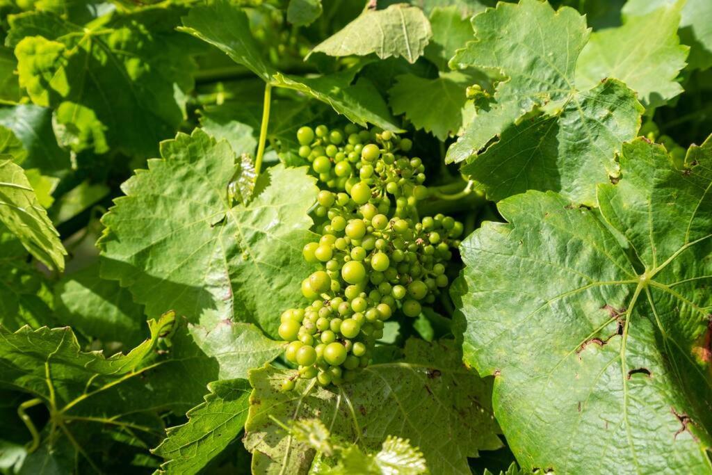 Cottage in the Vineyard - Sleeps 4, Vineyard Views