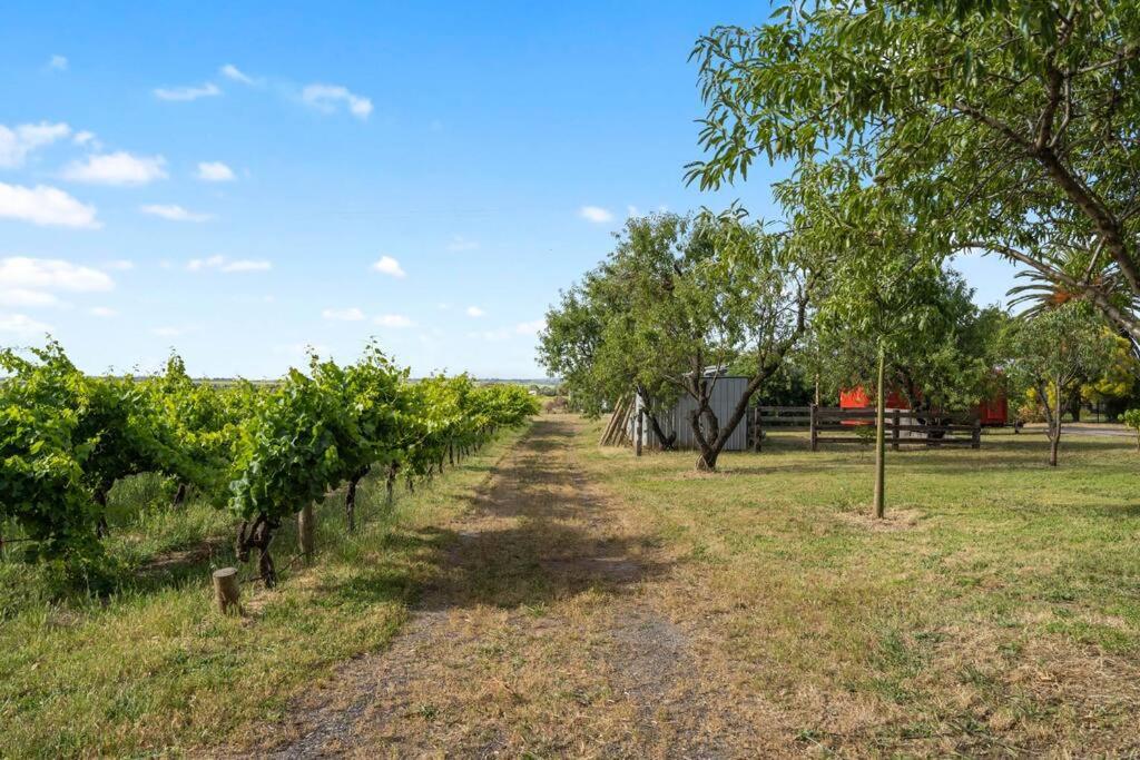 Cottage in the Vineyard - Sleeps 4, Vineyard Views