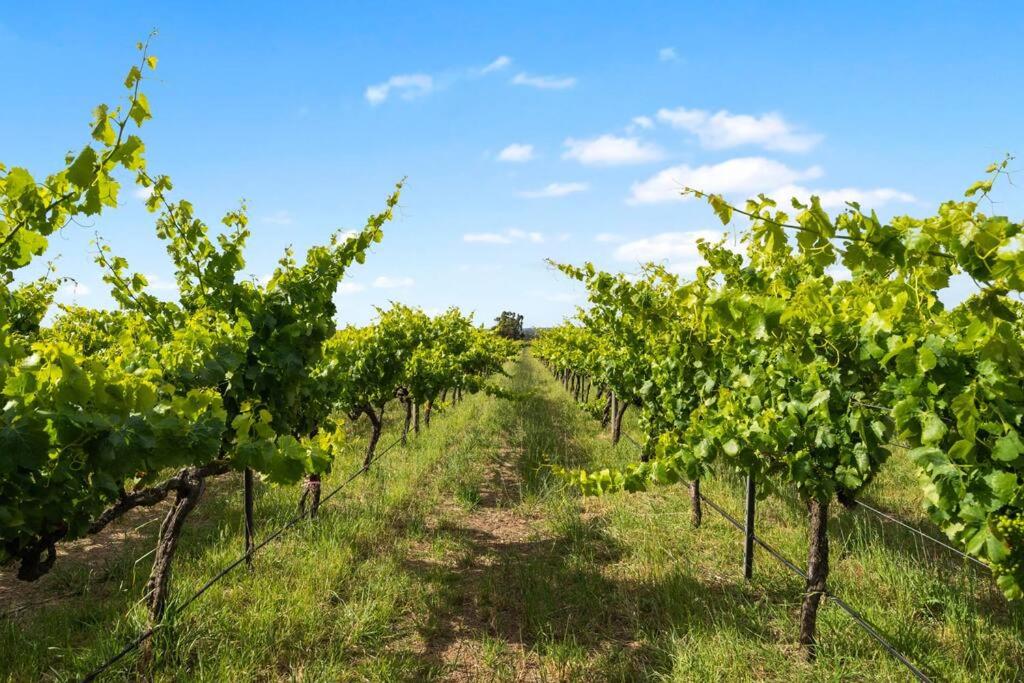 Cottage in the Vineyard - Sleeps 4, Vineyard Views