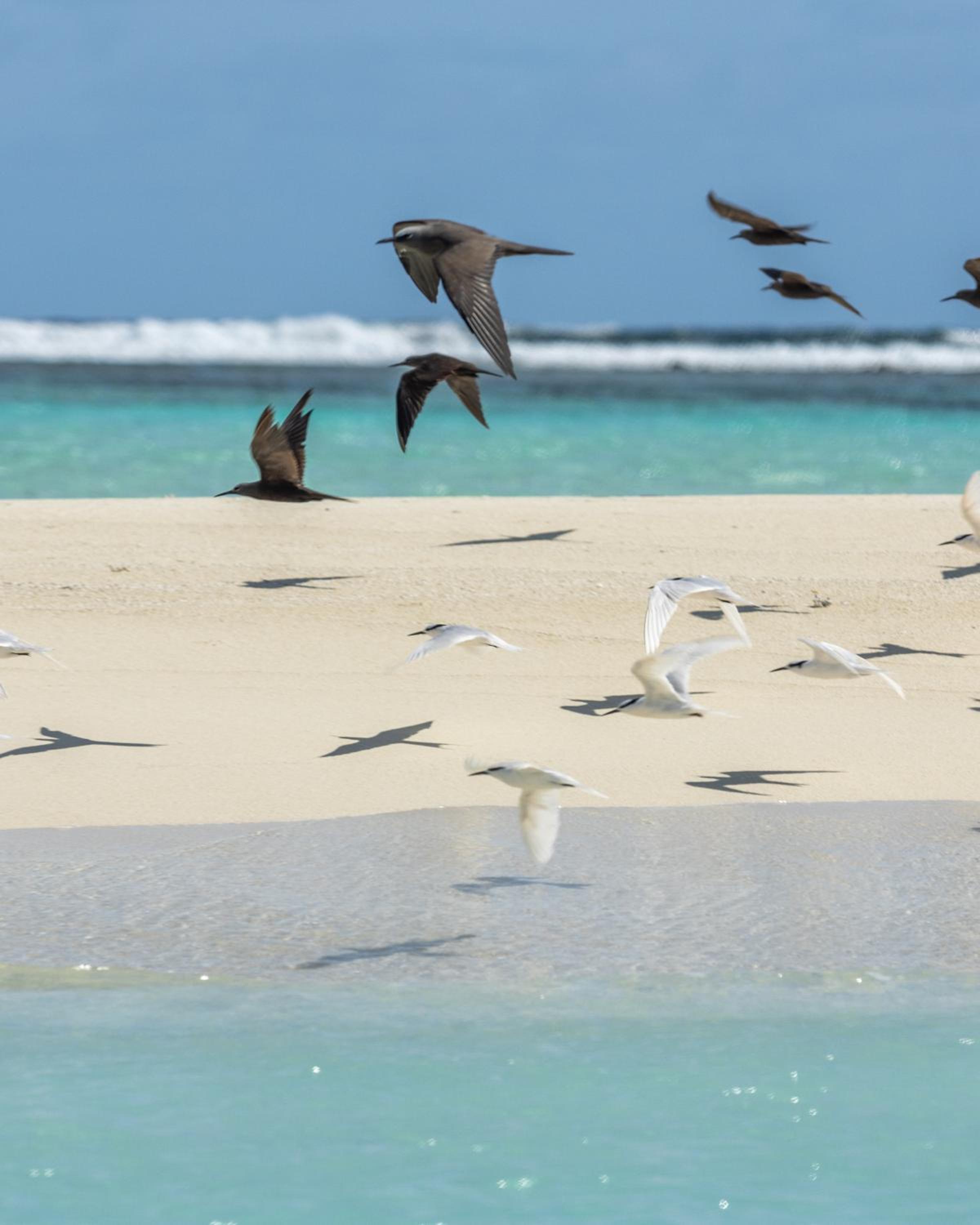 Villa Mia Fulhadhoo