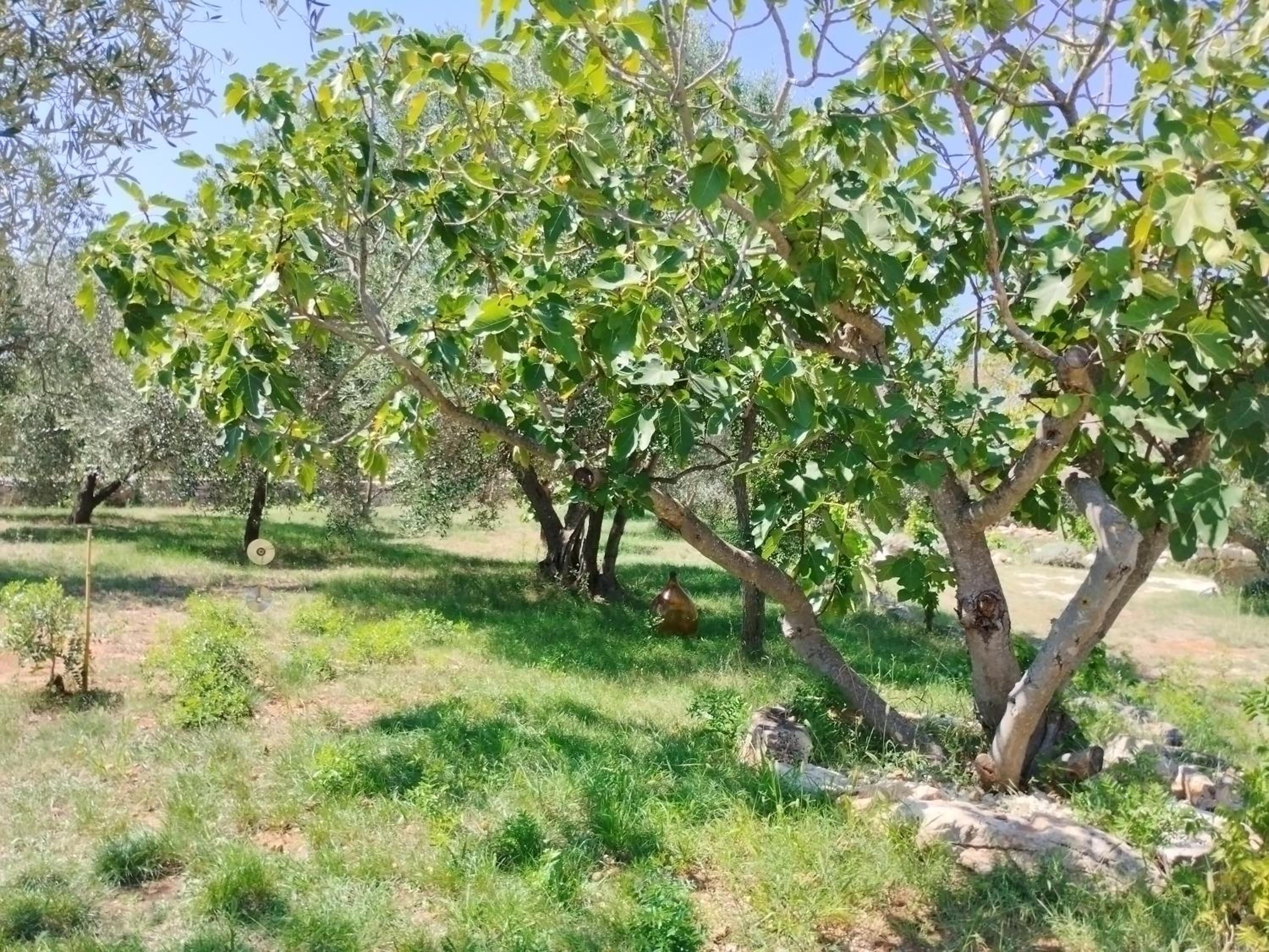 Photo 12