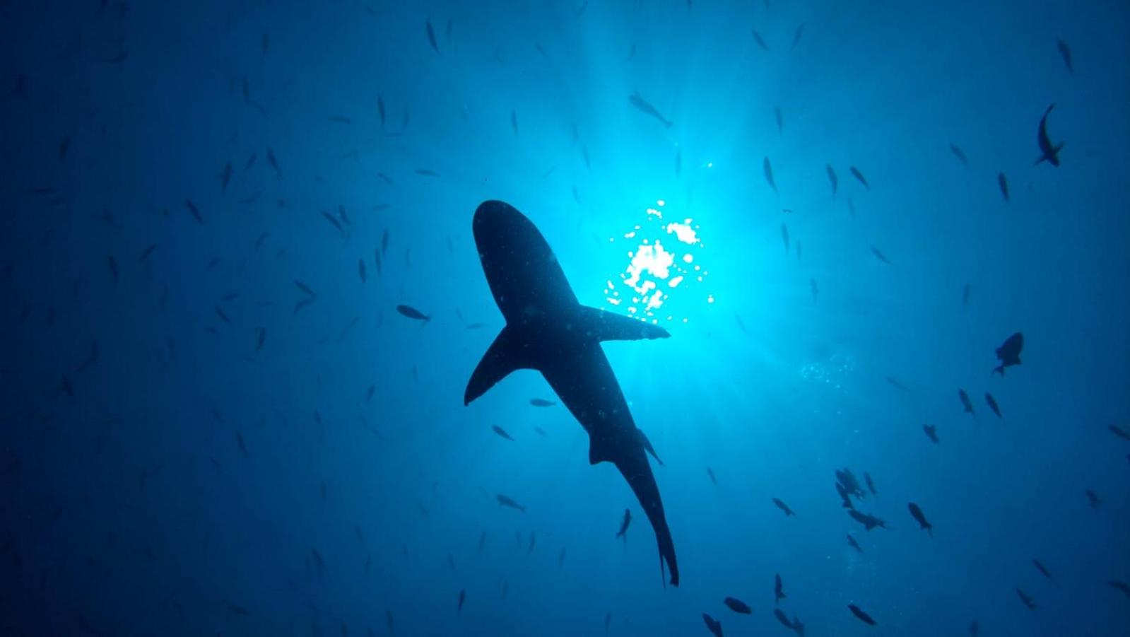 Villa Mia Fulhadhoo