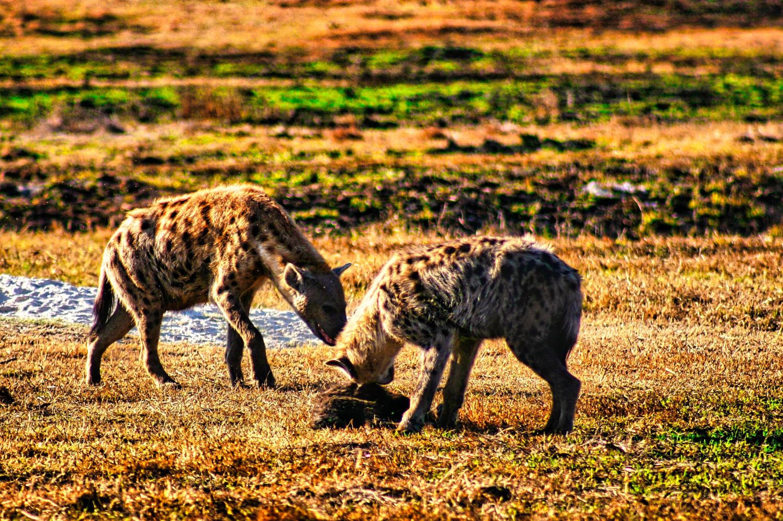 Zambezi Family Lodge - Lion Room 照片第 15 張，共 18 張
