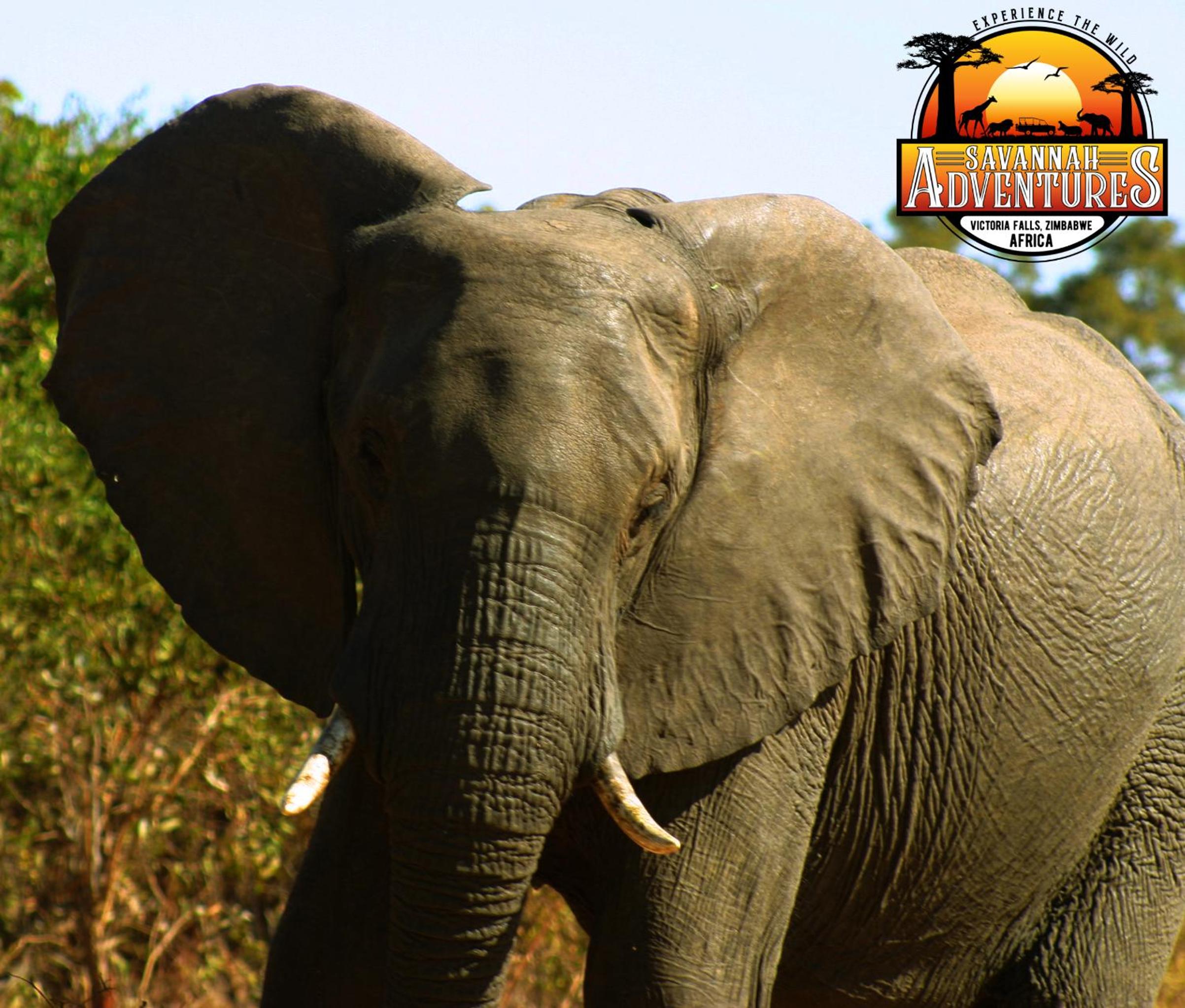 Zambezi Family Lodge - Lion Room 照片第 9 張，共 18 張