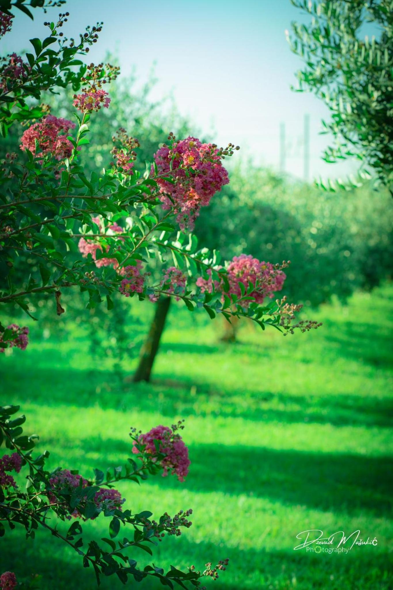 Agriturismo Olistella