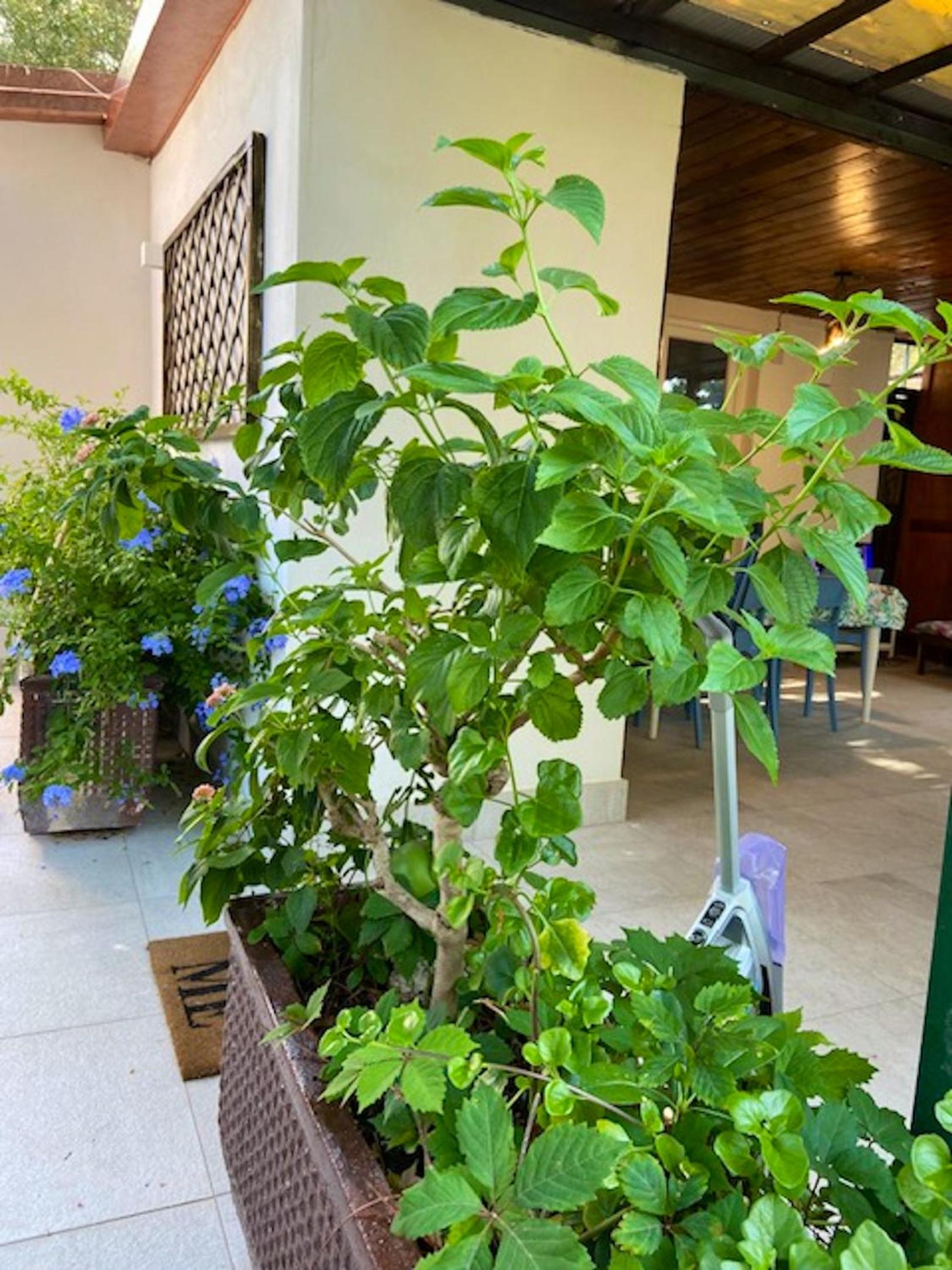Charming House in Marina di Camerota + Garden photo 4