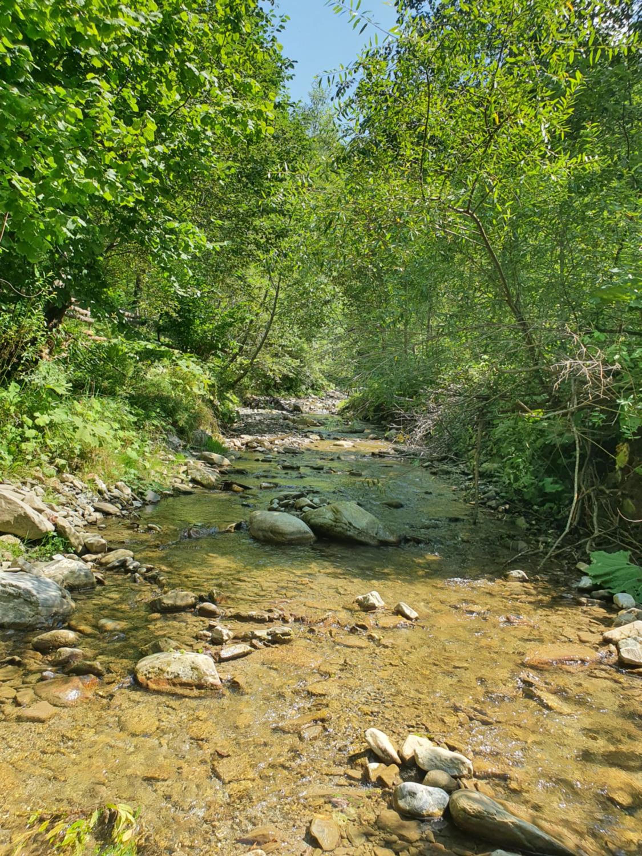 Forest House Doftana