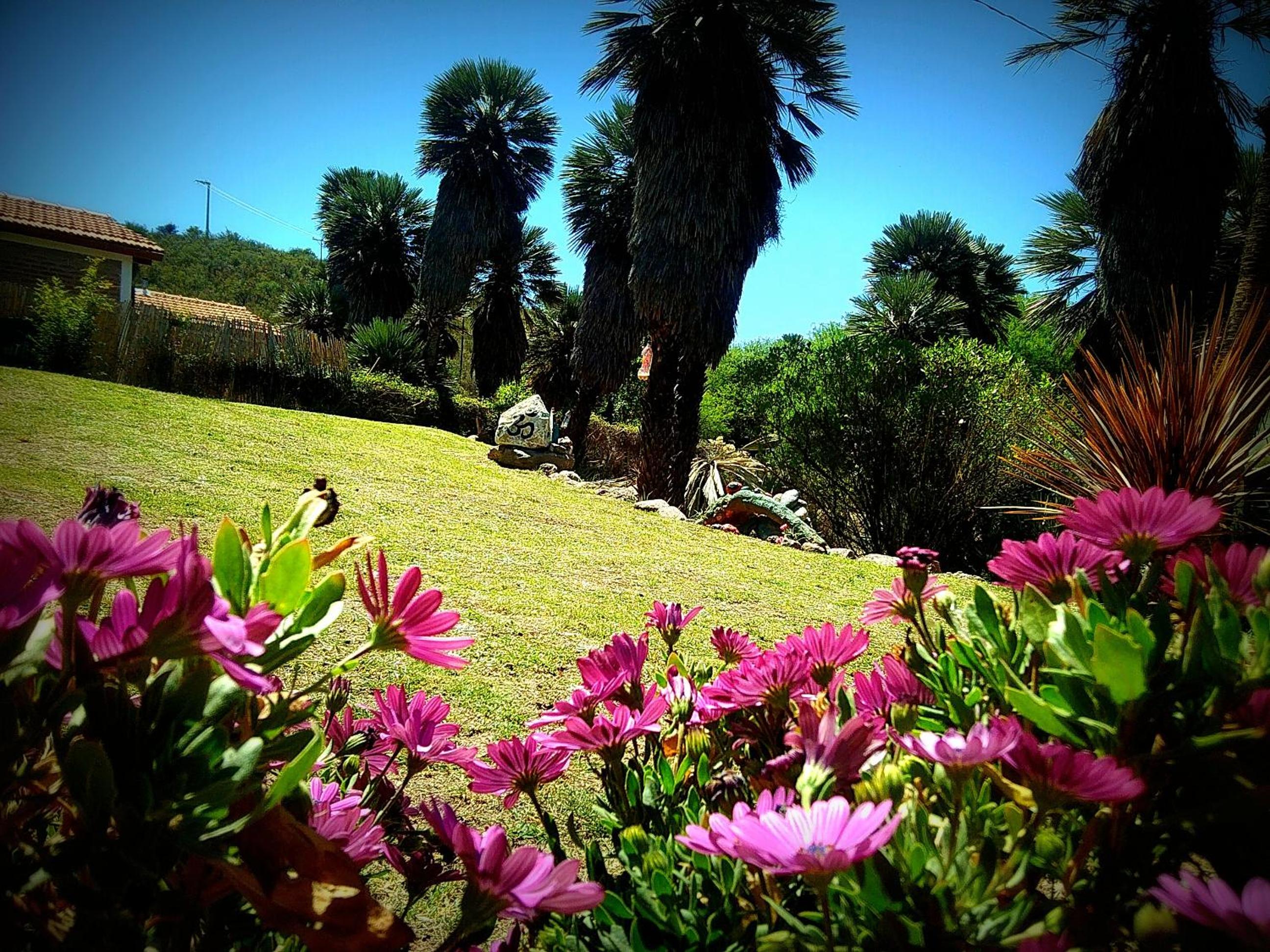 Palmares al cerro