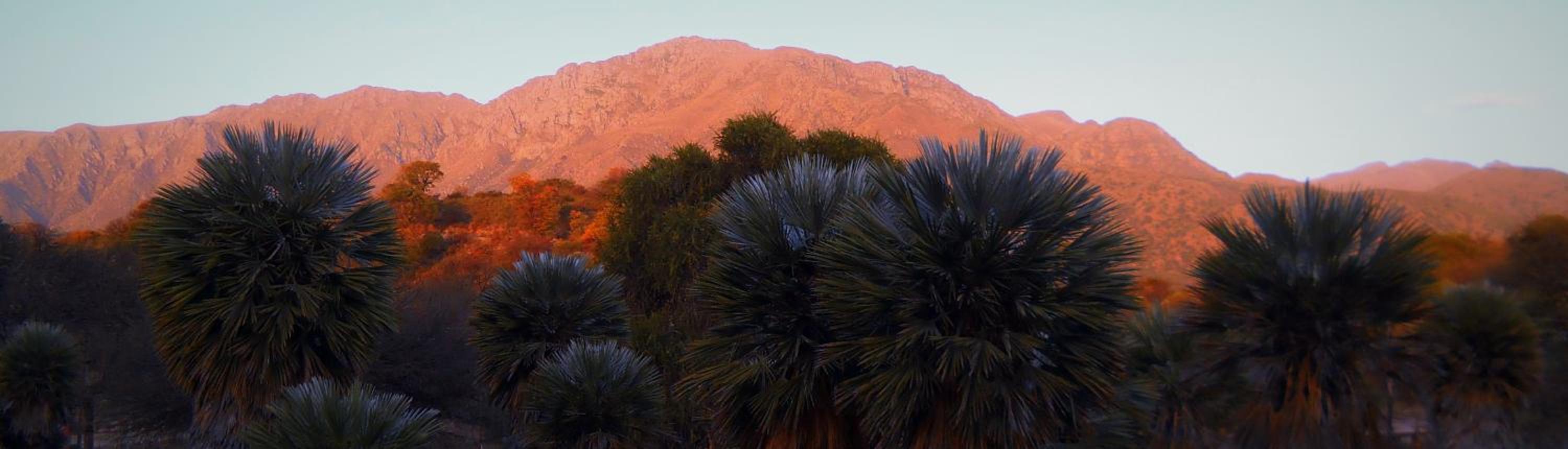 Palmares al cerro