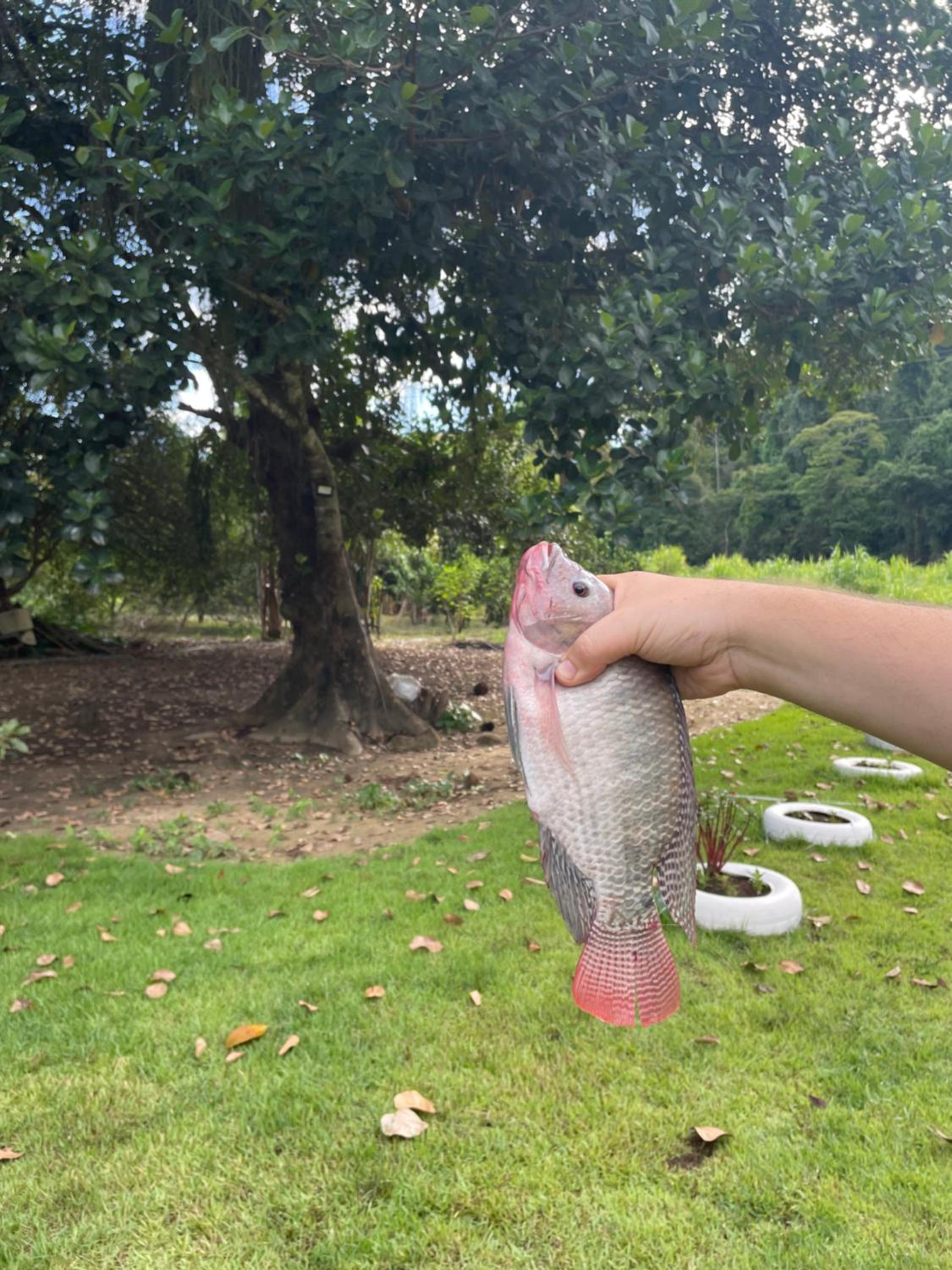 Chácara da Tuia