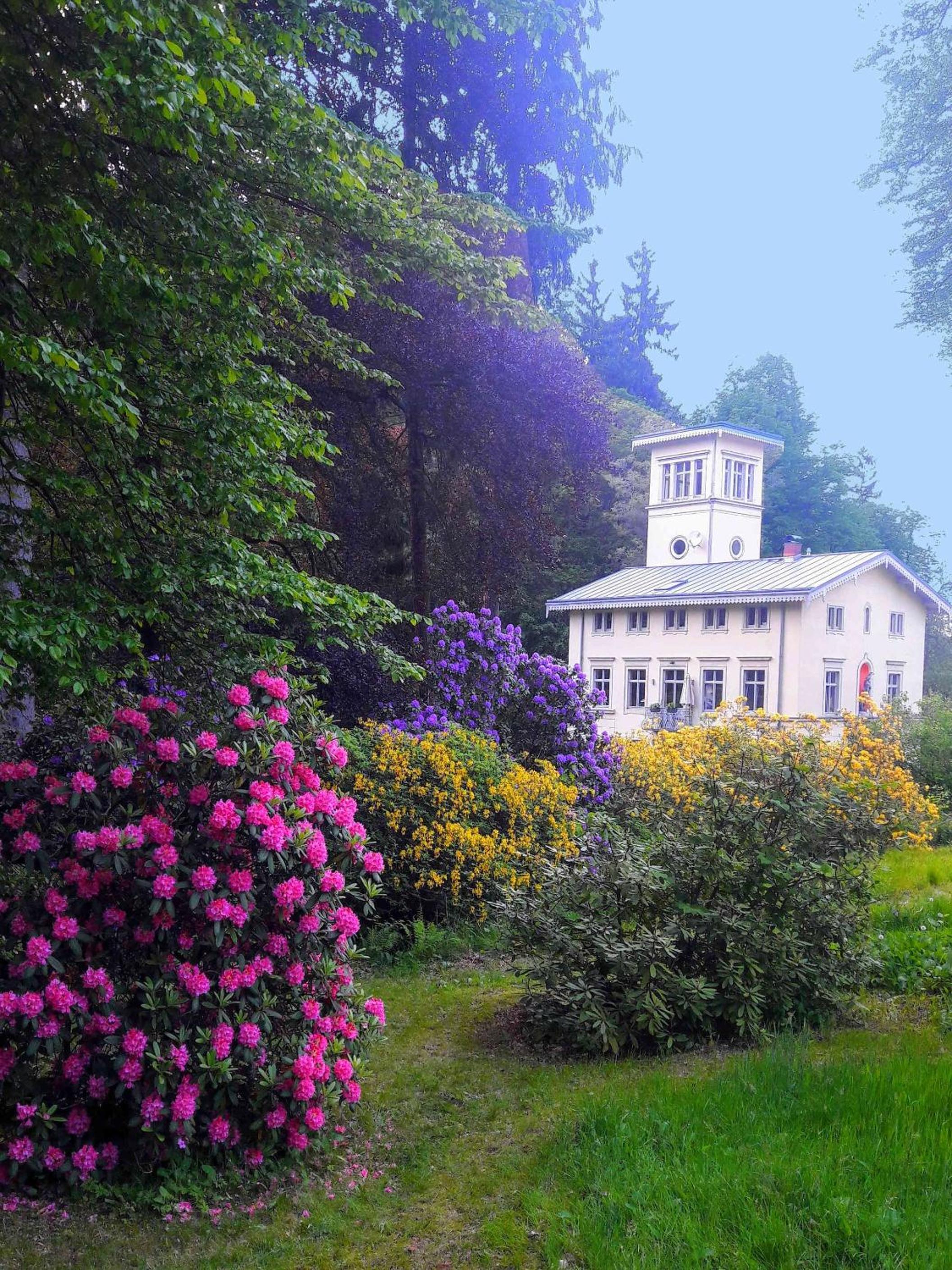 Rapunzel trifft Dornröschen