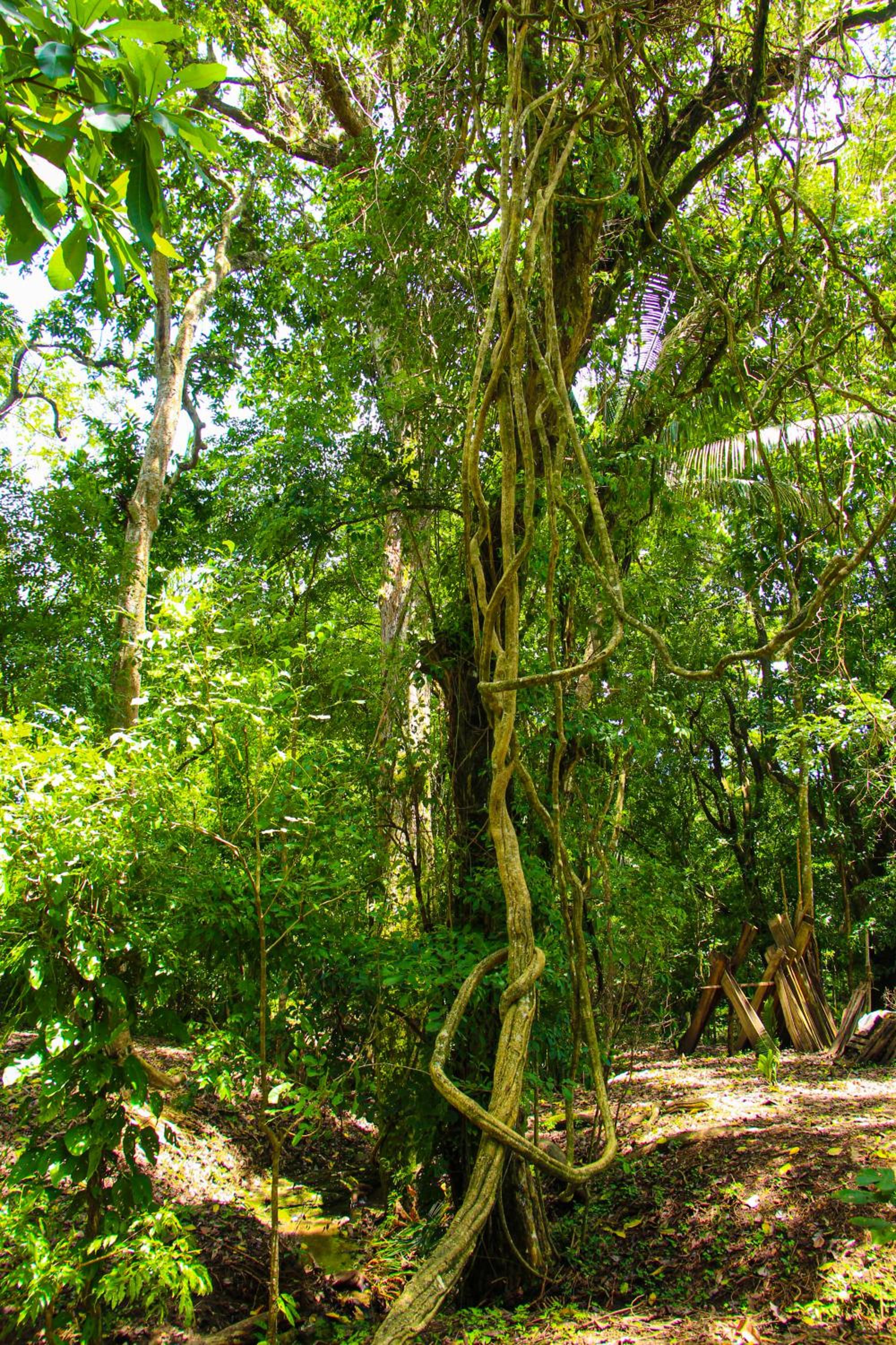 Feeling Trees Jungle Lodge