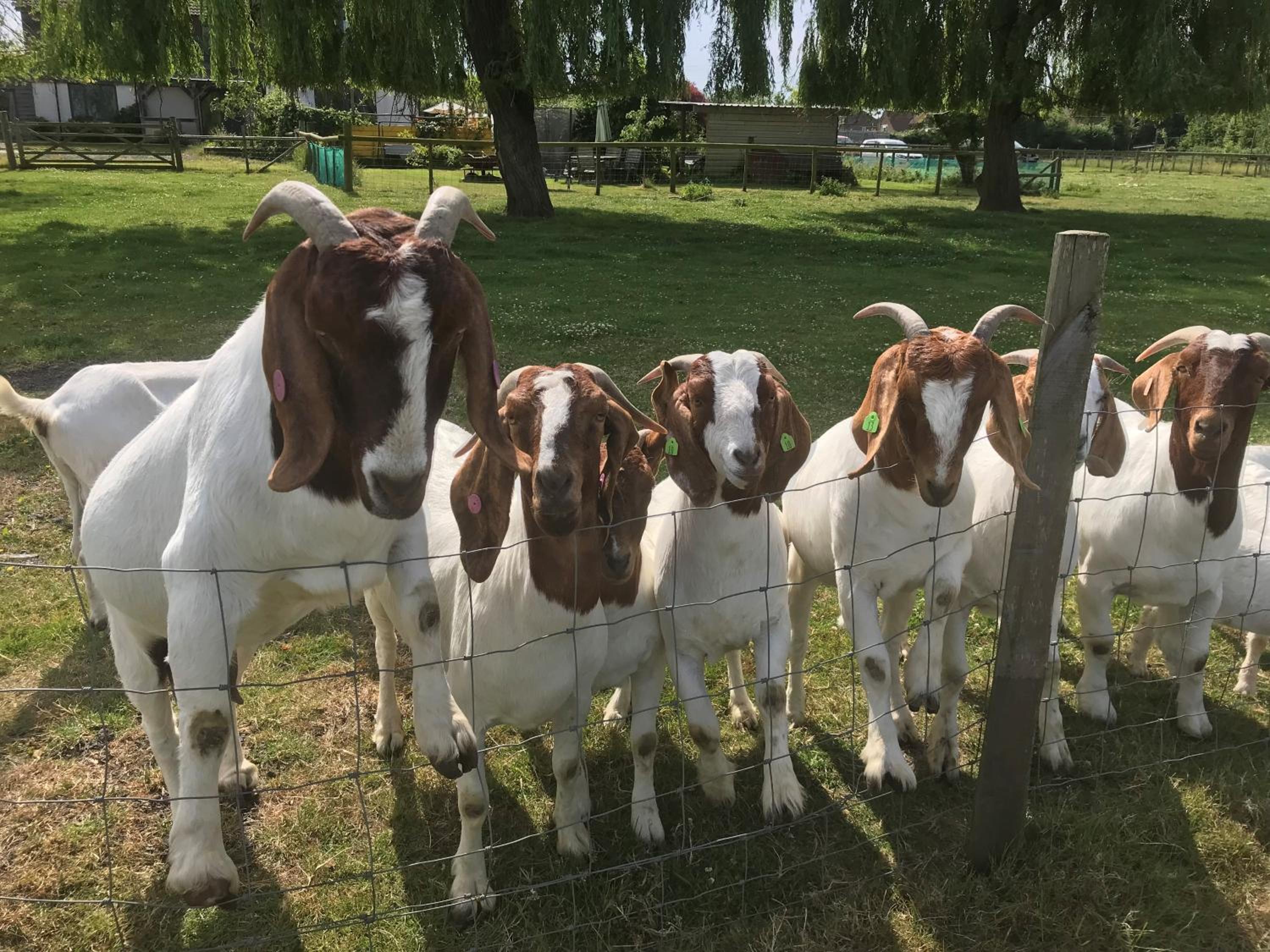 Withy Farm
