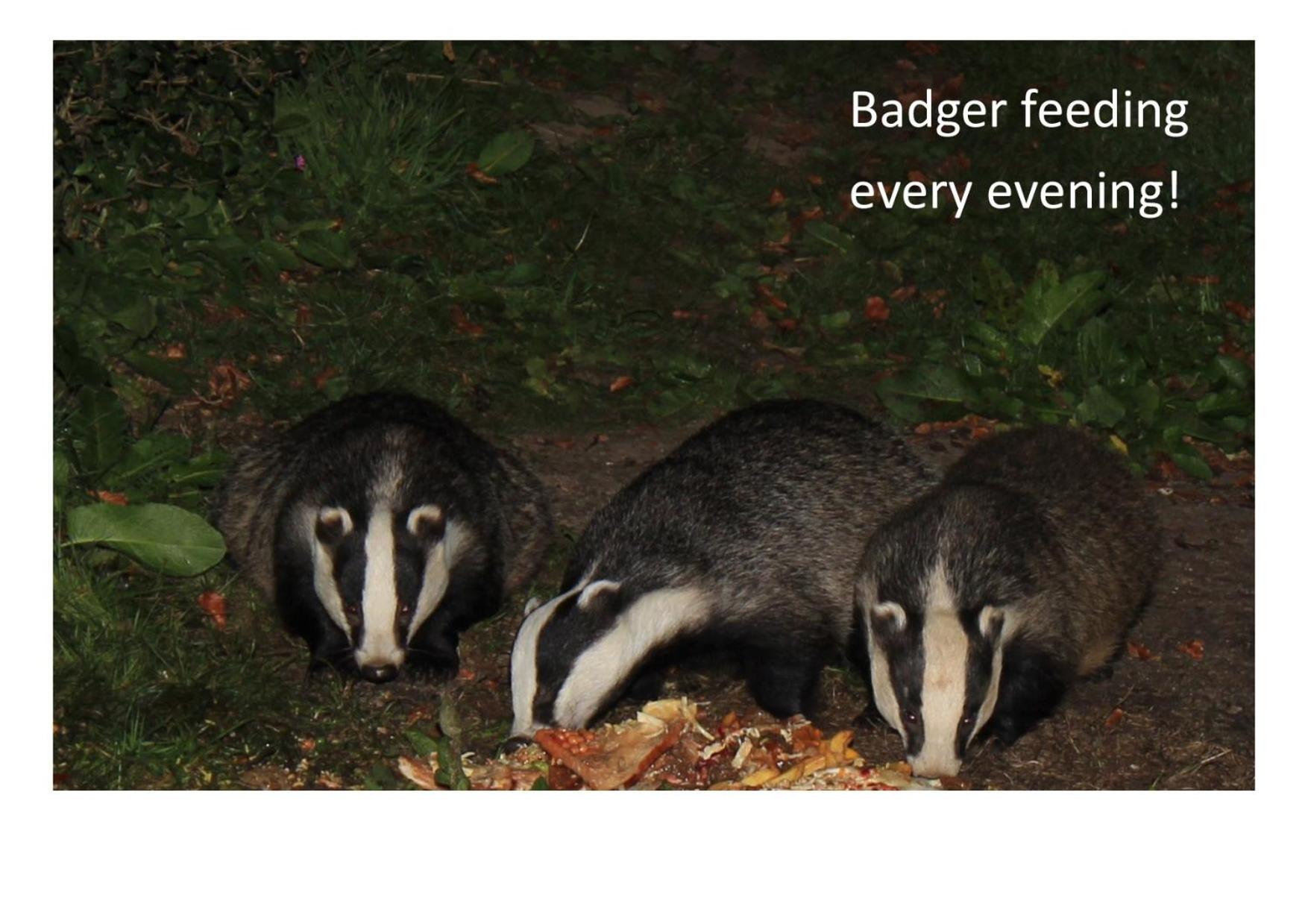 Badger Bar