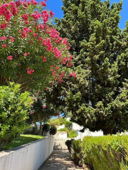 Casa Oliveira - Algarve view 5