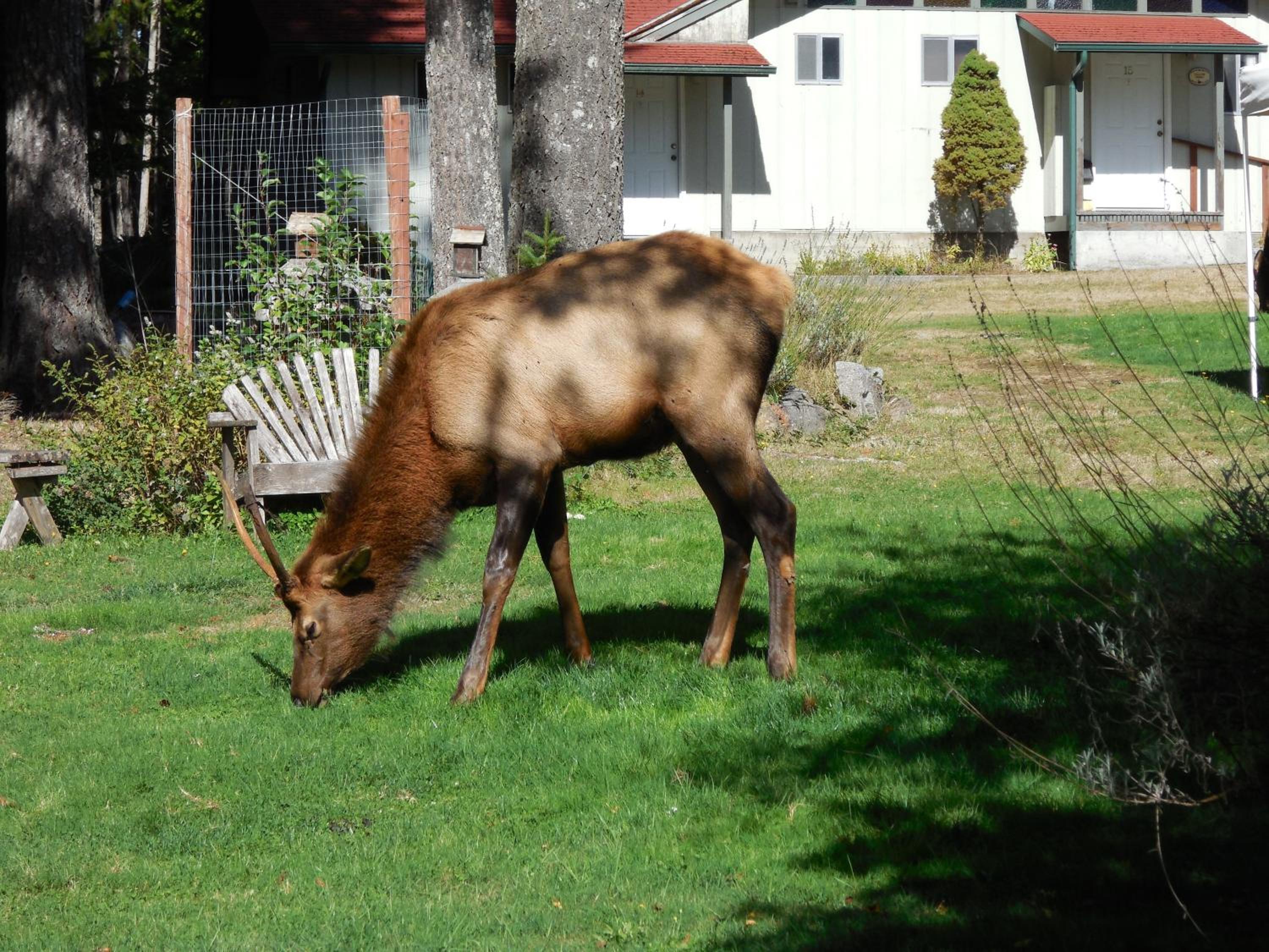 Mountain View Lodge - No Pets allowed