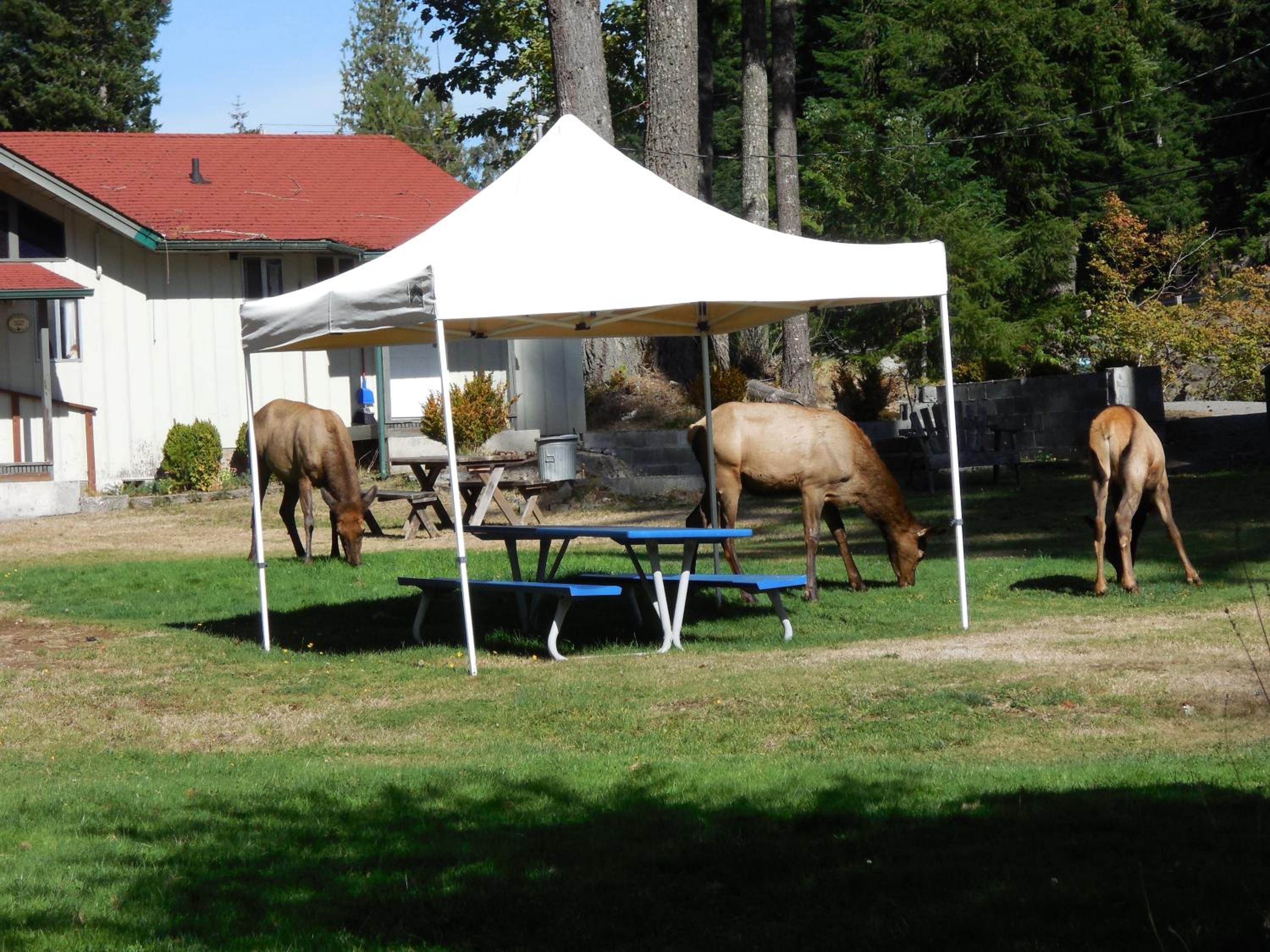 Mountain View Lodge - No Pets allowed