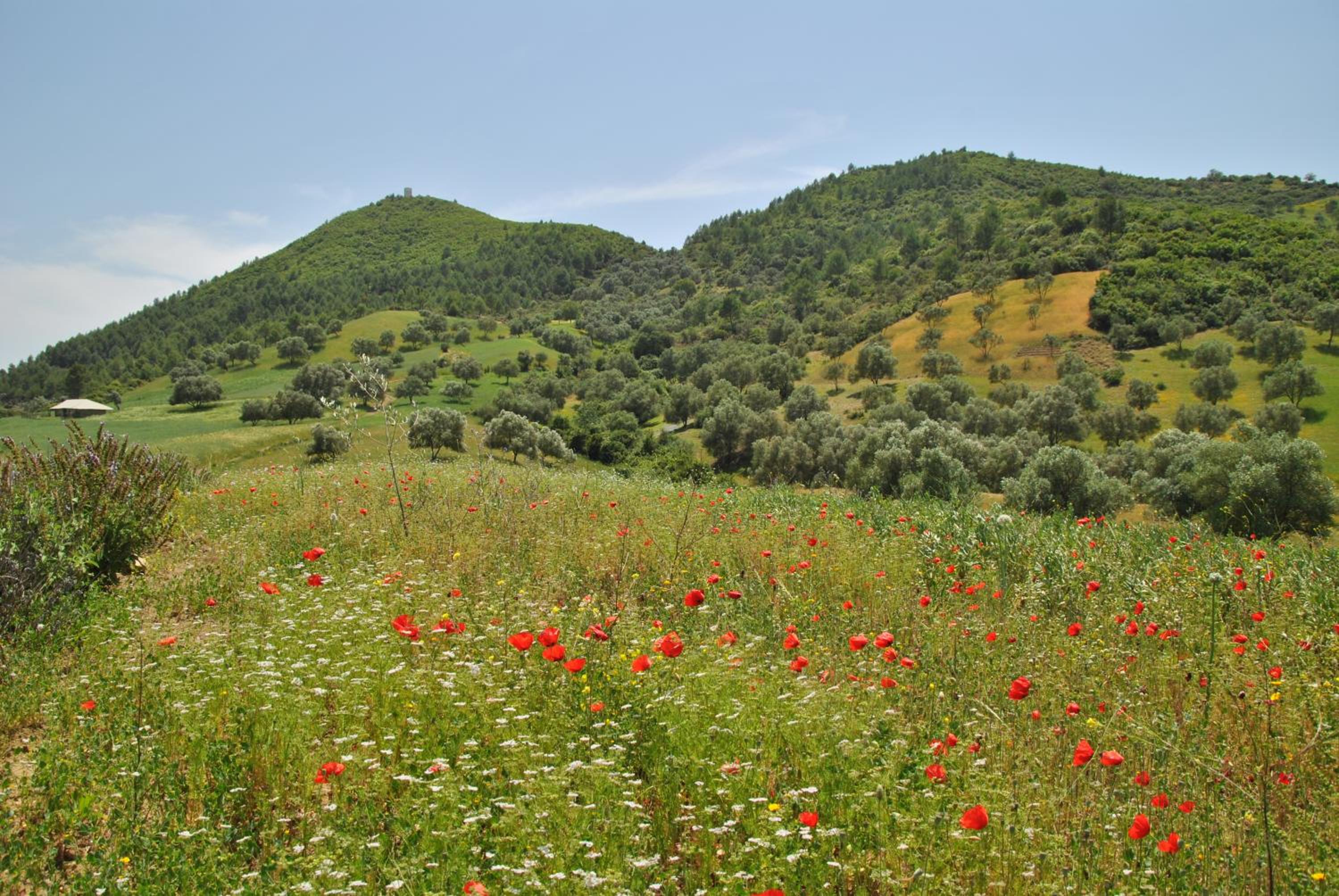 Ferme Dar Aicha green Bellouta view 2