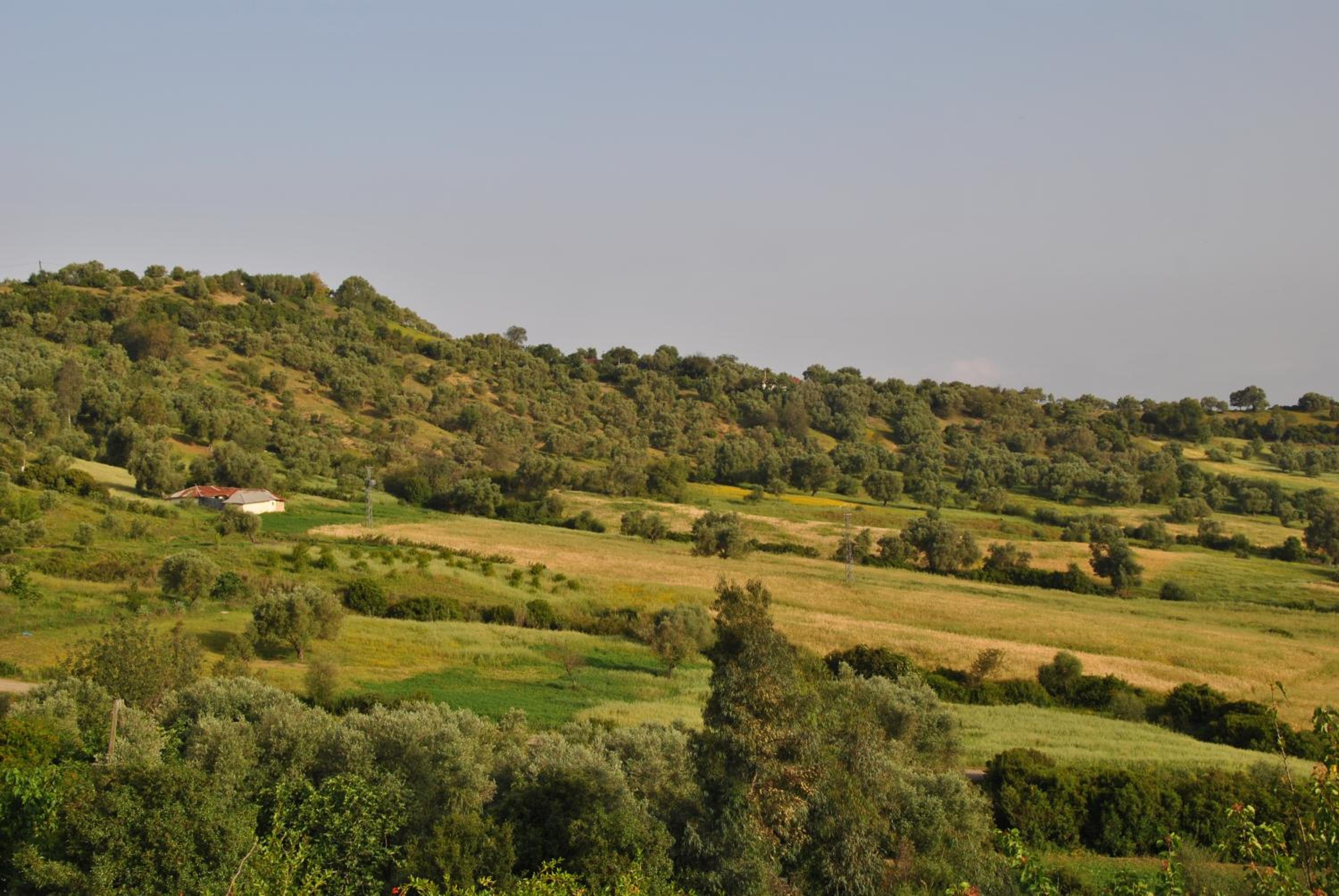 Ferme Dar Aicha green Bellouta view 5